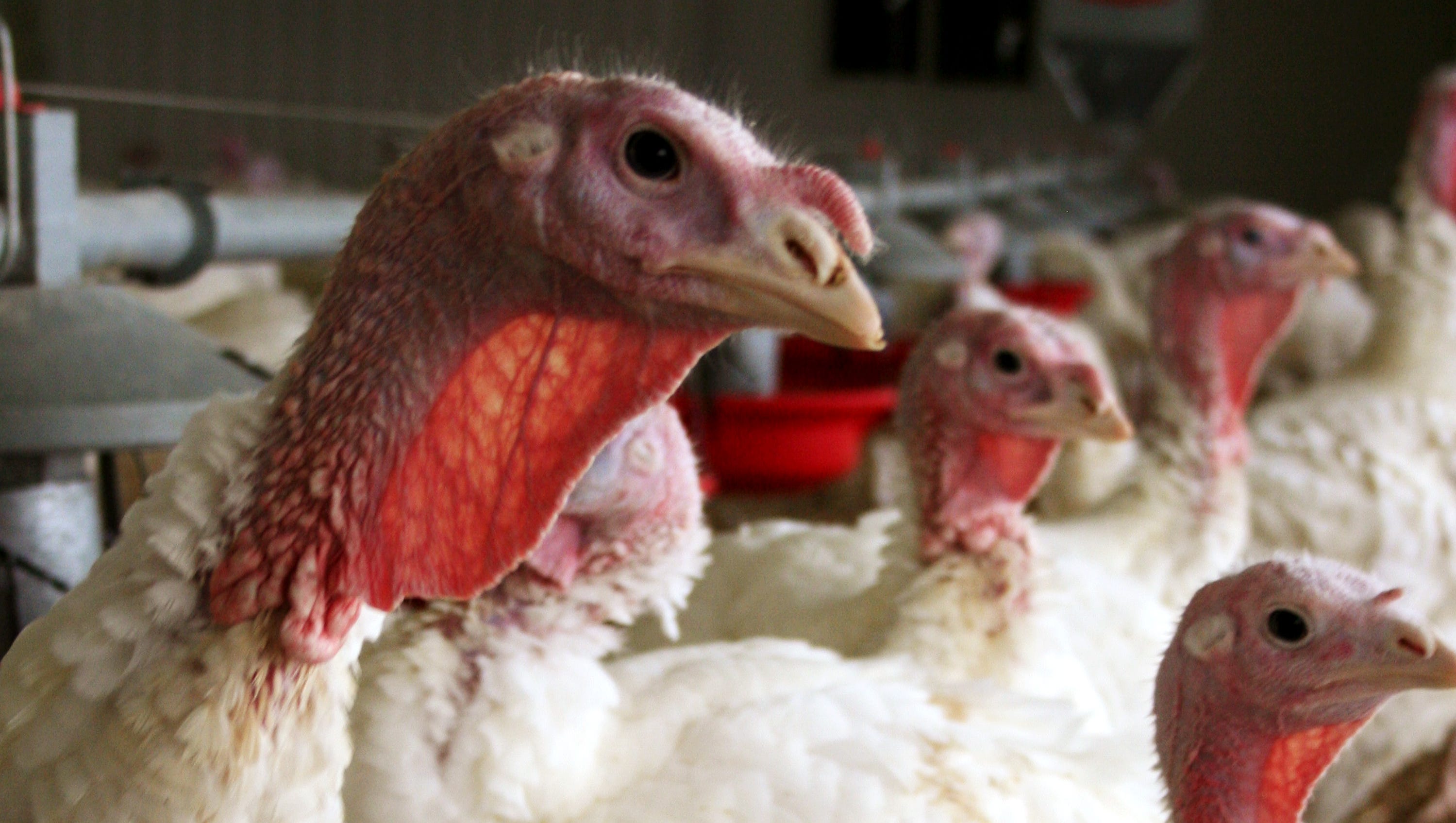 Bird Flu Ebbing In Minnesota As Iowa Cases Rise   B9317098529Z.1 20150423200731 000 GS2AIP5L5.3 0 