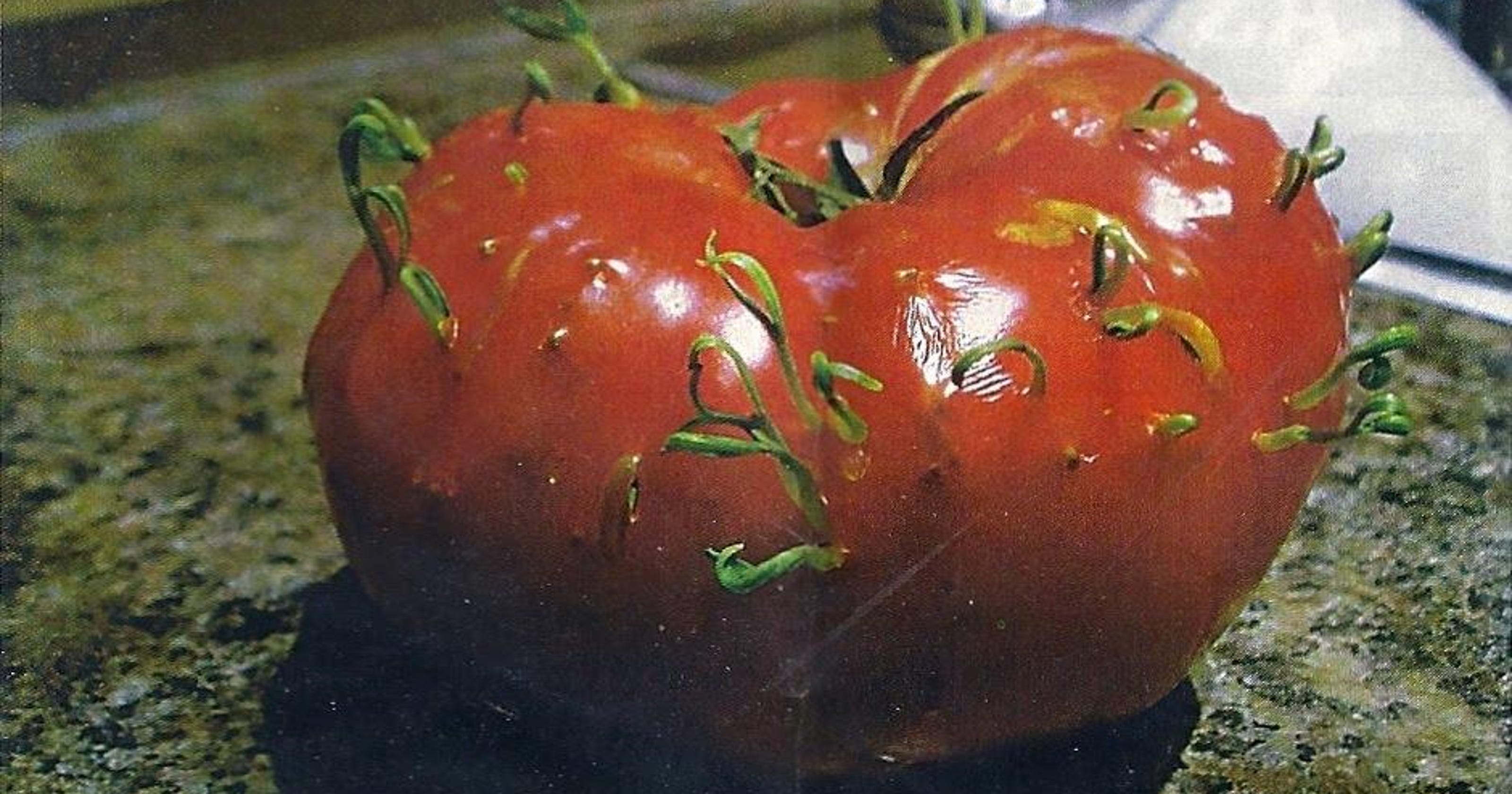 Проросшие семена помидор