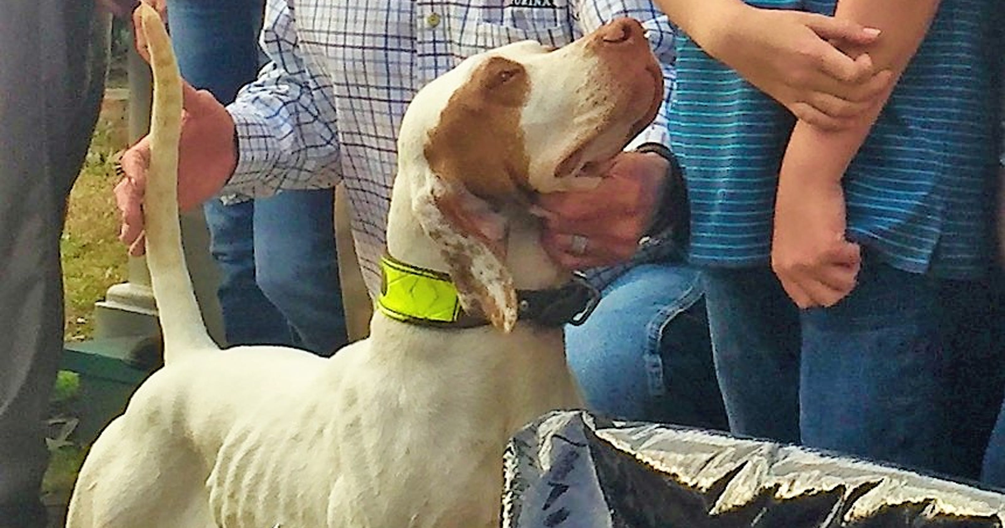 Lester's Sunny Hill Jo wins National Championship for Bird Dogs