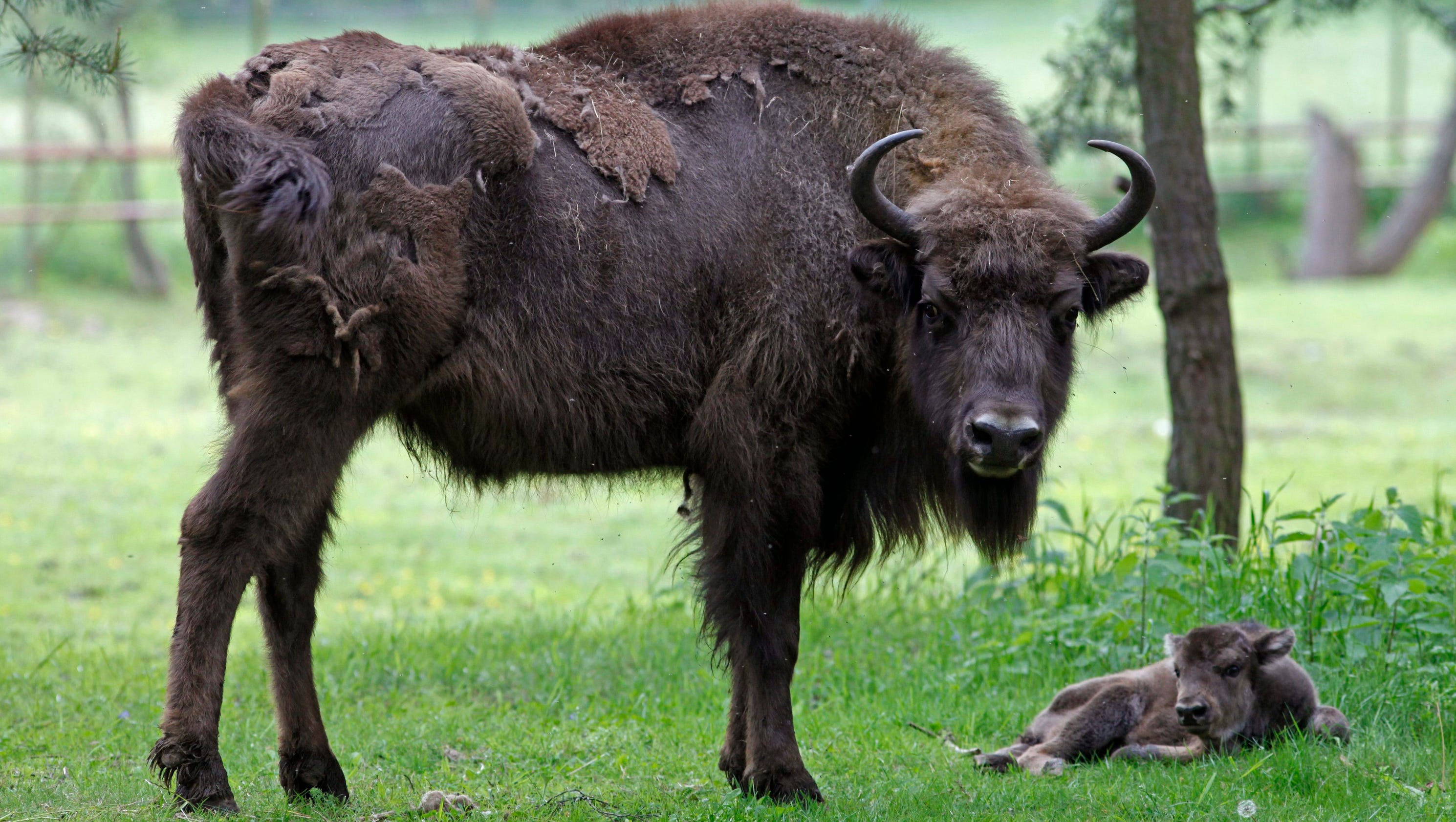 Bison attacks at Yellowstone National Park lead to warnings