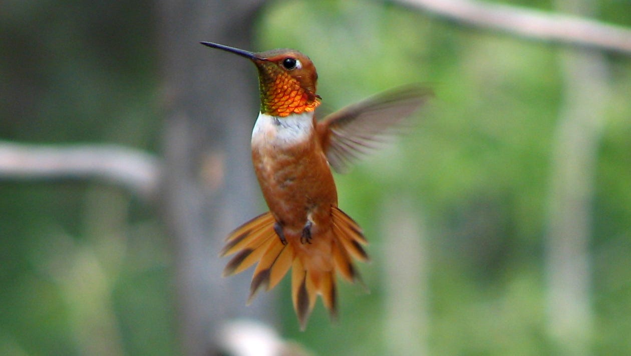 rufous hummingbird