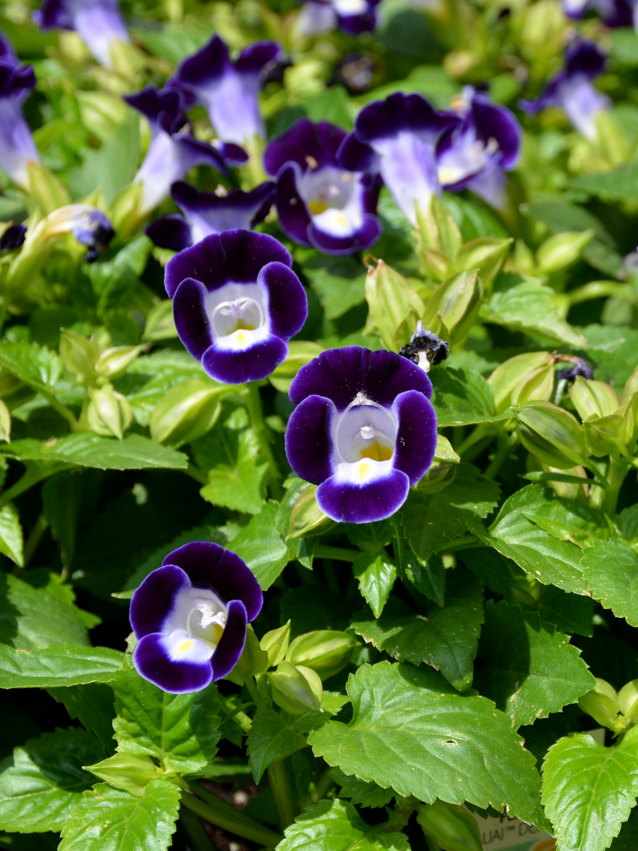 Let S Hear It For Summer Annuals