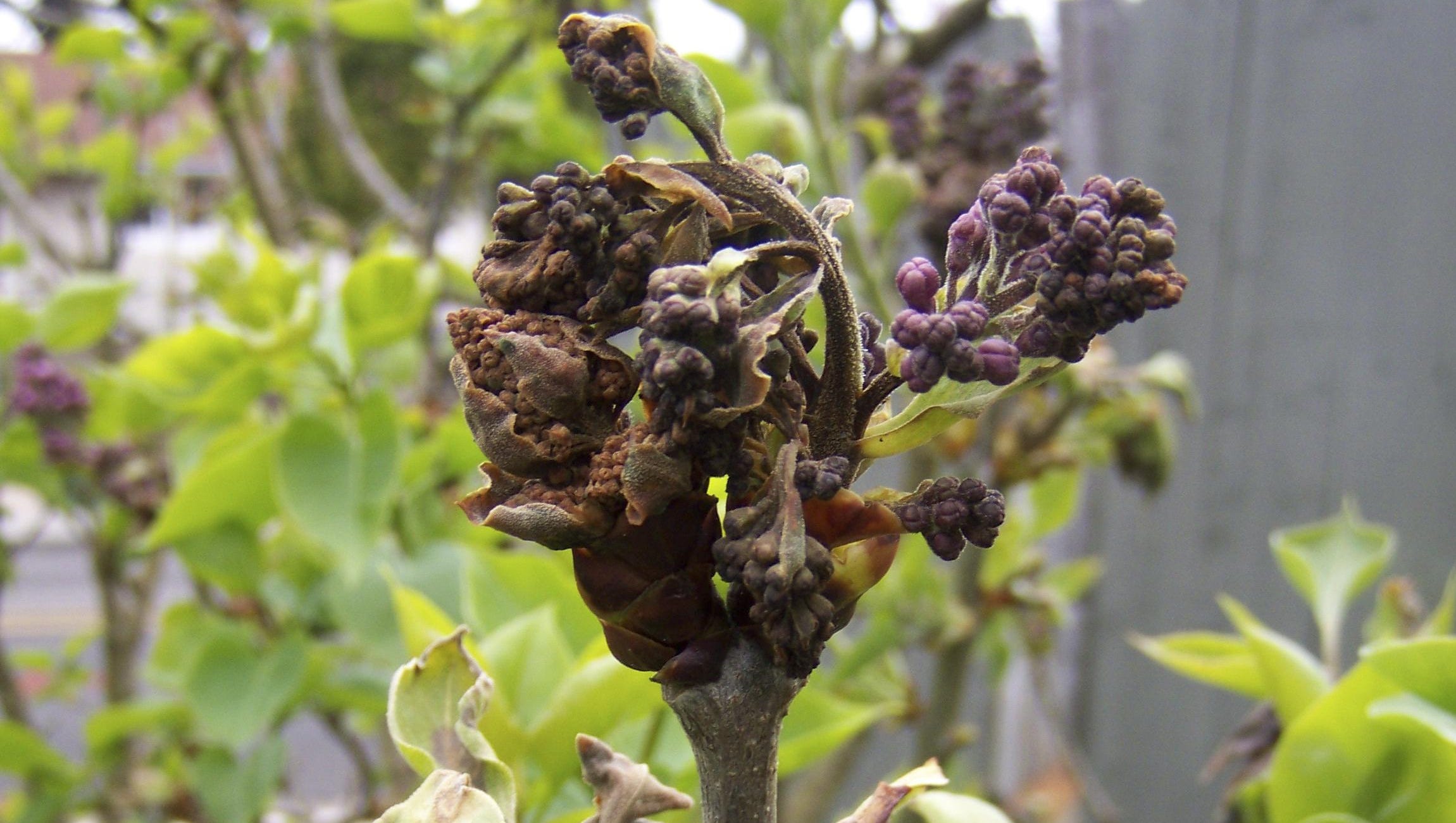 bacterial blight lilac bush diseases