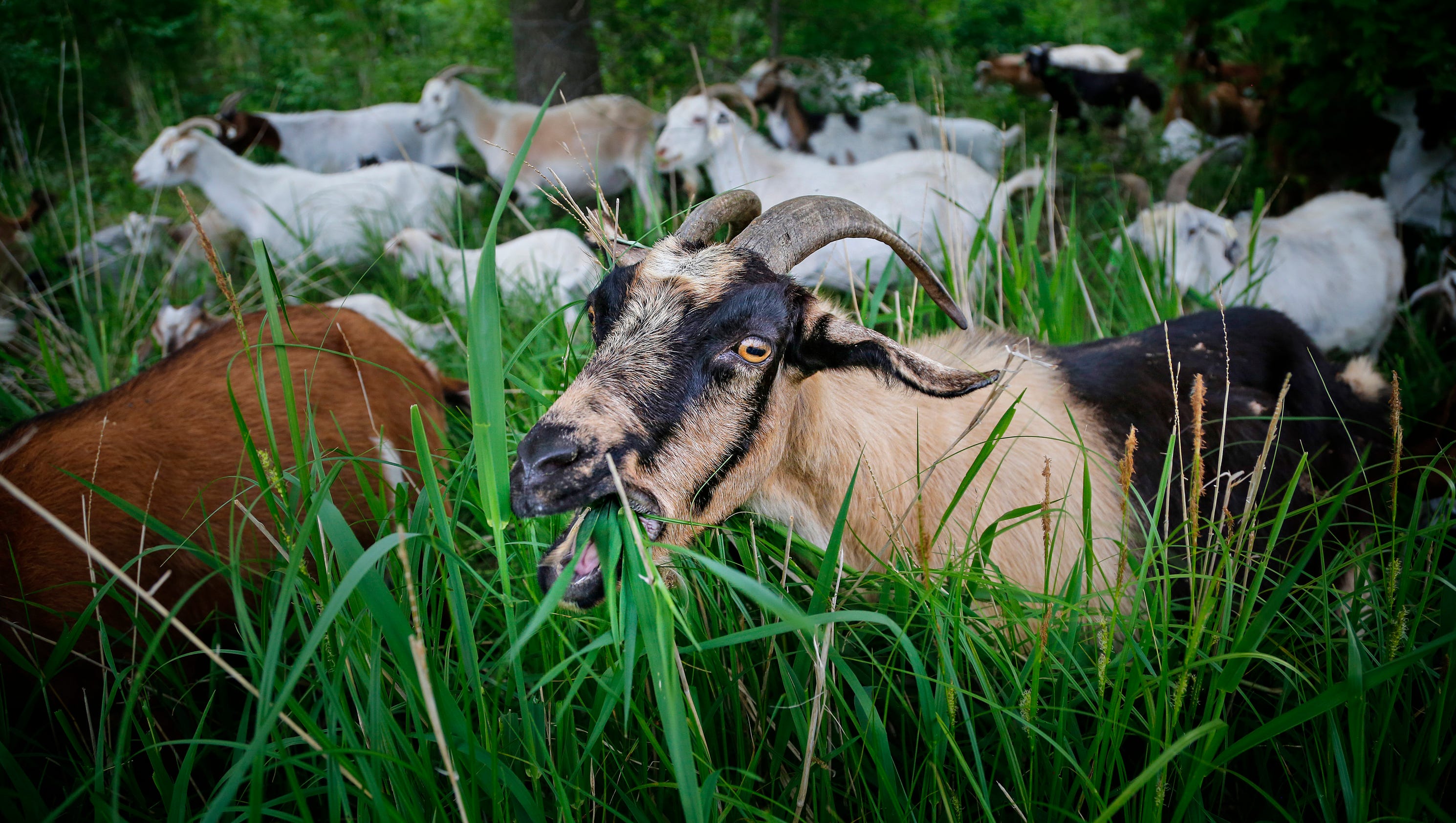 21-photos-goats-eating-invasive-plants-in-ames