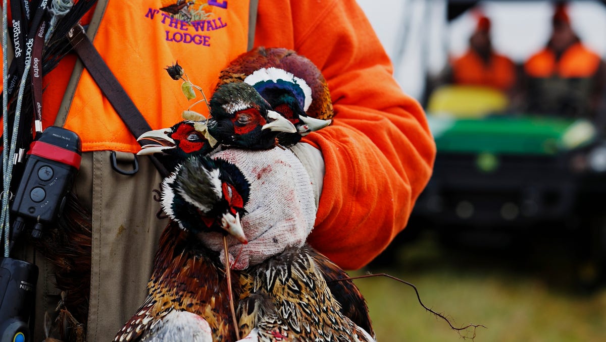 Iowa hunters bagged the most pheasants since 2007. What contributed to the high numbers?