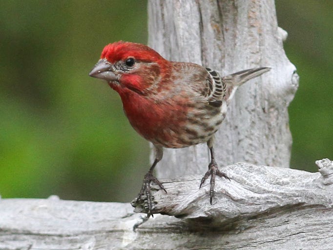 Birds of the Jersey Shore - Just Go Outside