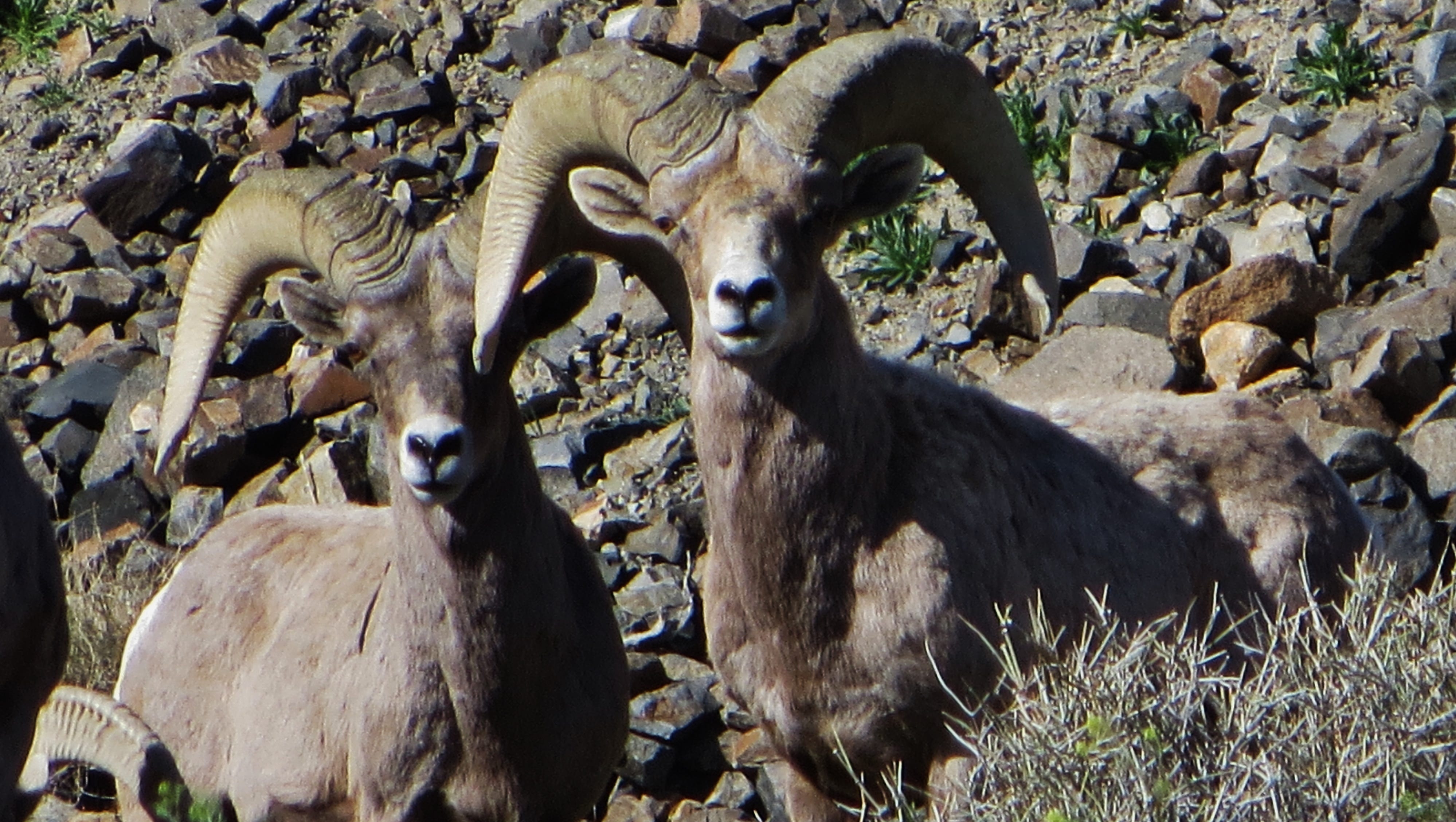 Pneumonia Outbreak Prompts Bighorn Sheep Killing