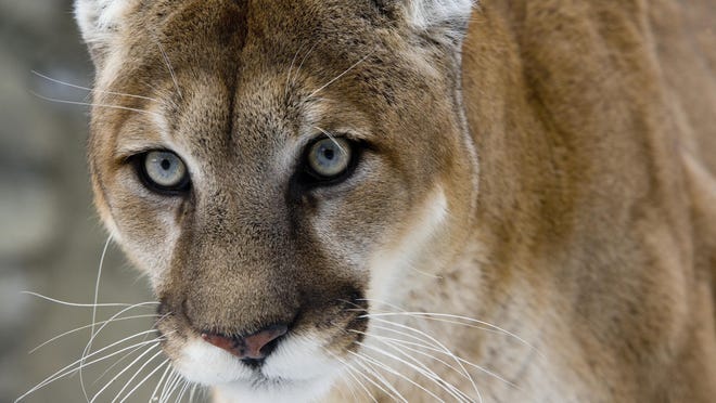 erótico Satisfacer vitamina Extinct puma, cougar may never have existed in South Carolina