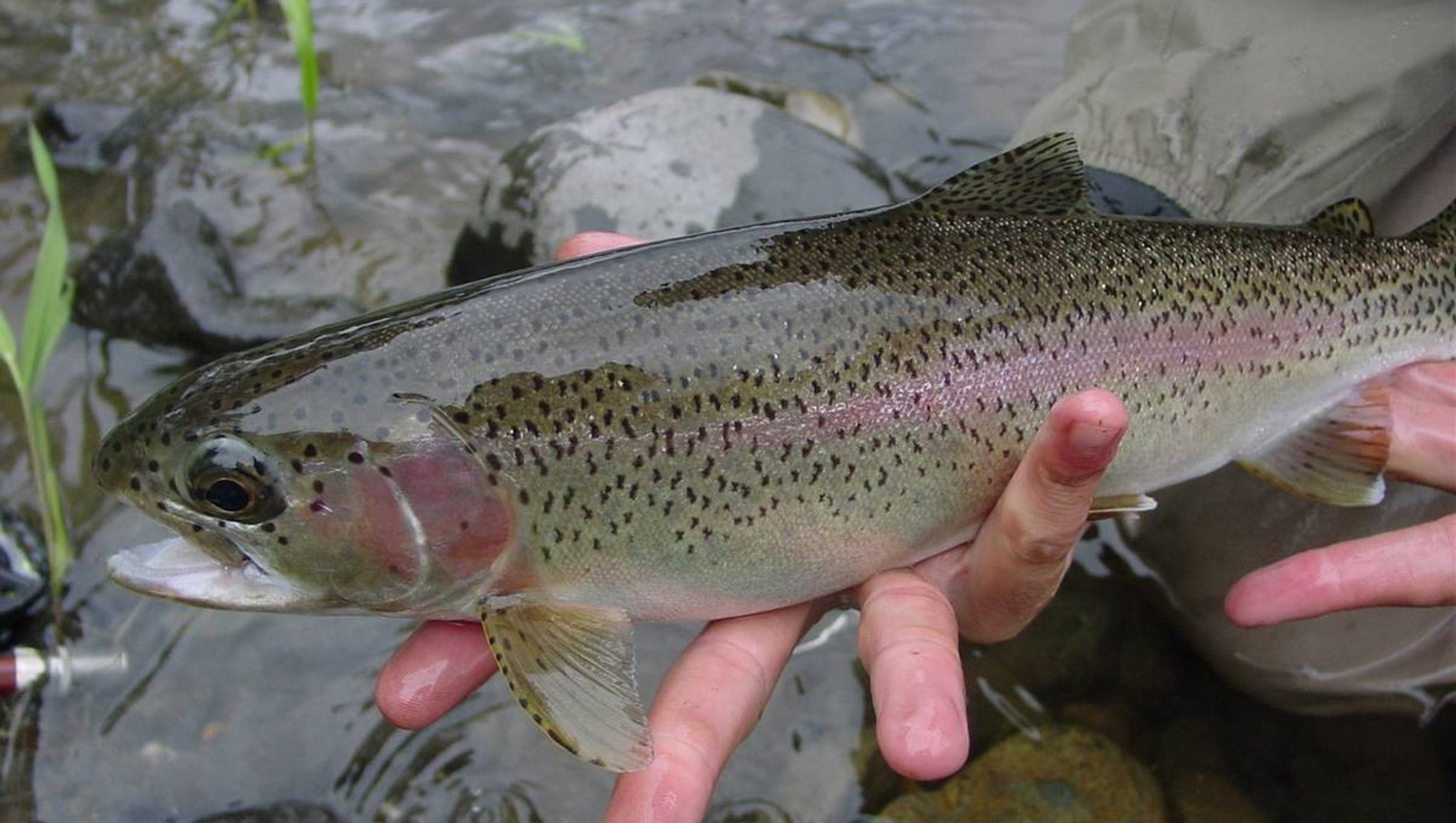 lower-raritan-river-stocked-with-rainbow-trout-fingerlings