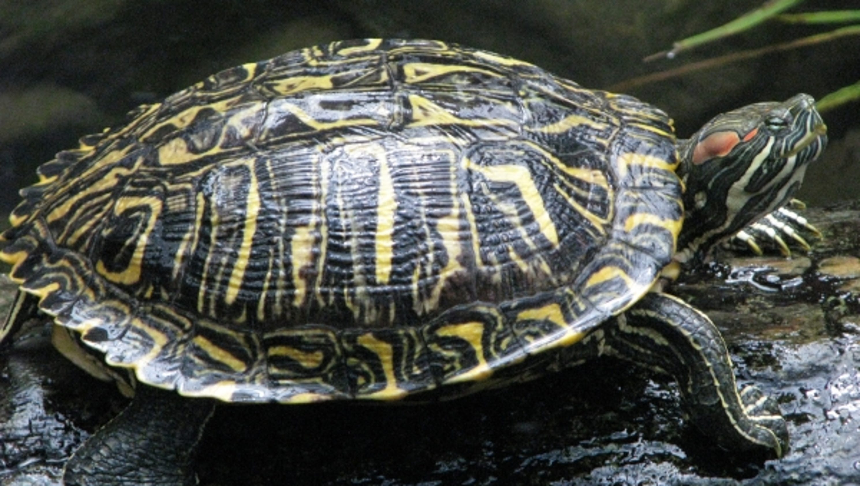 Wild About Texas: Red-eared Sliders Are Almost Everwhere