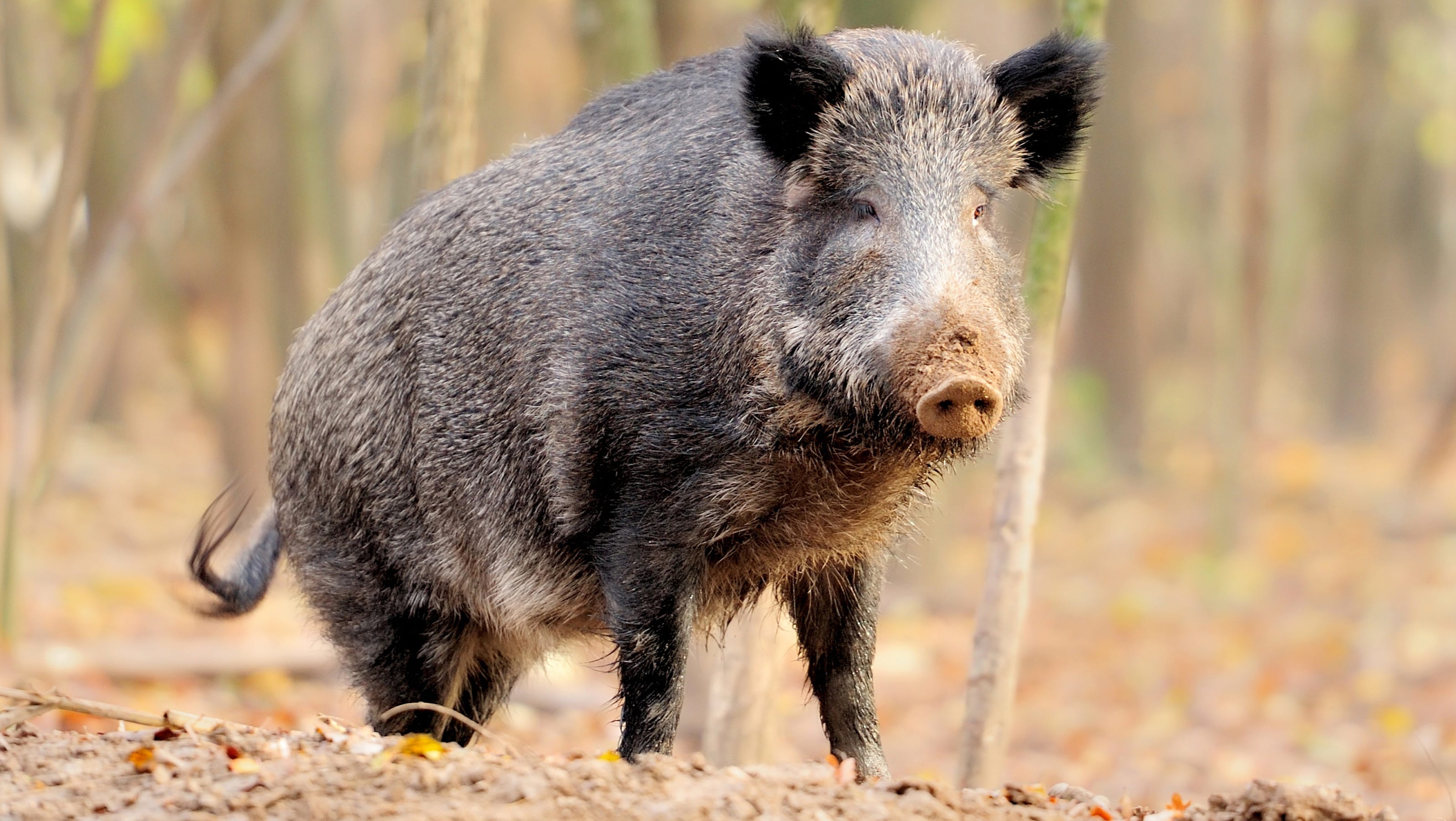 Feral pigs creating problems for farmers, other wildlife