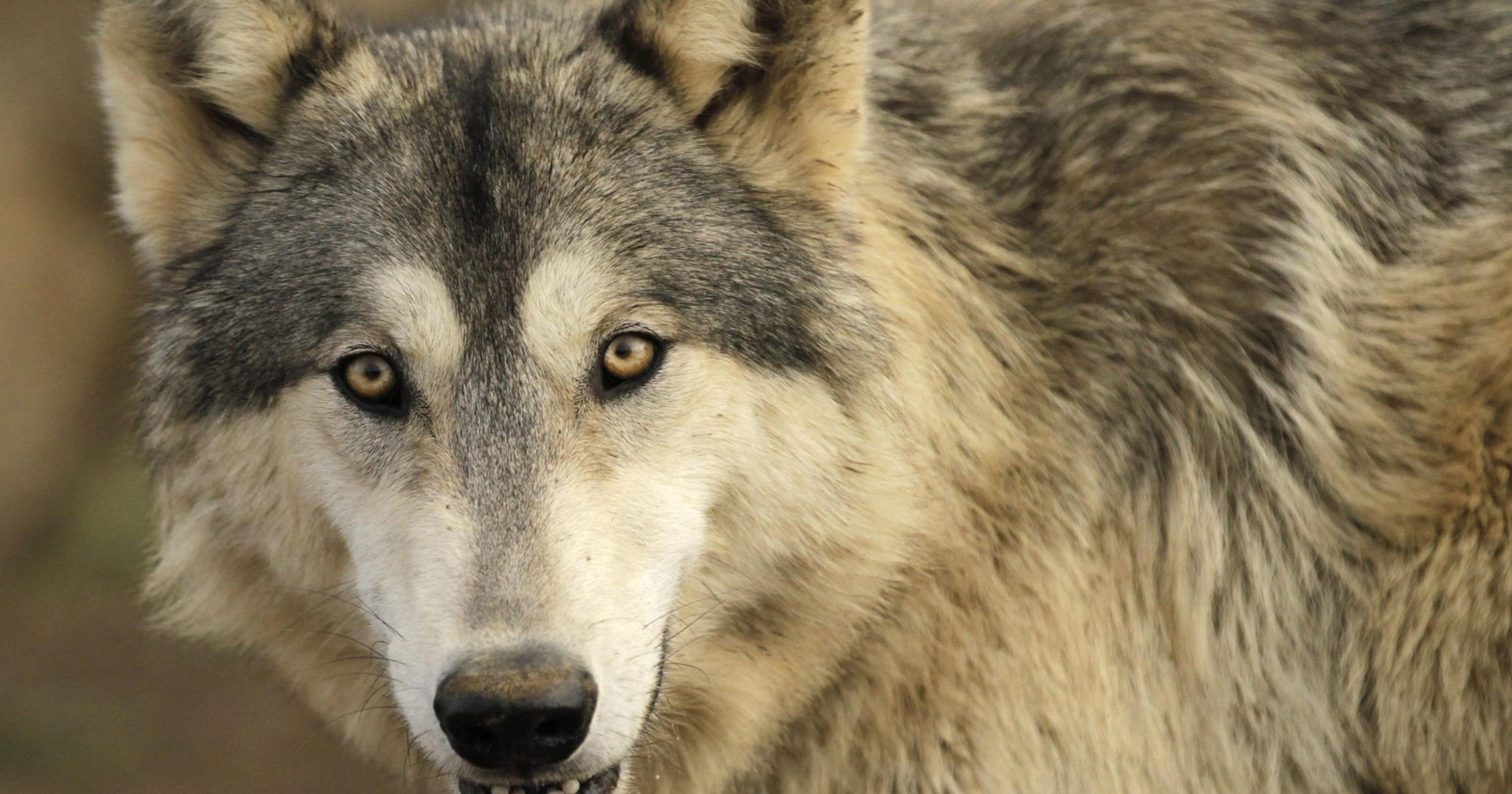 Wydeven: Numbers don’t add up in wolf-hound debate