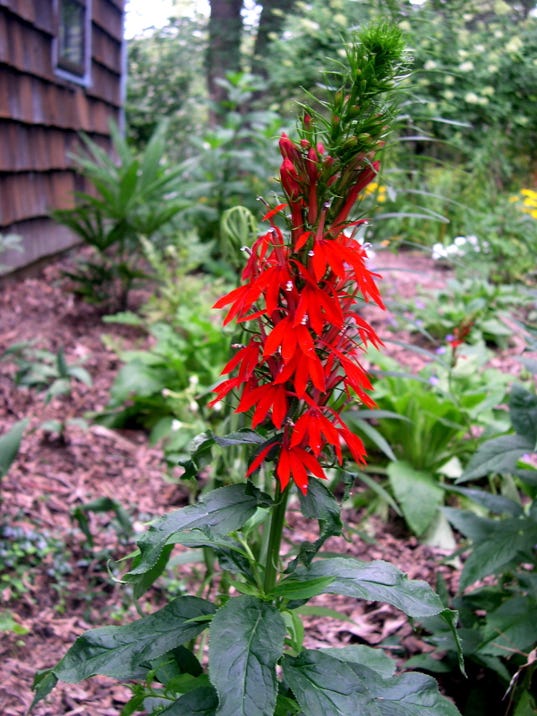 cardinal flower