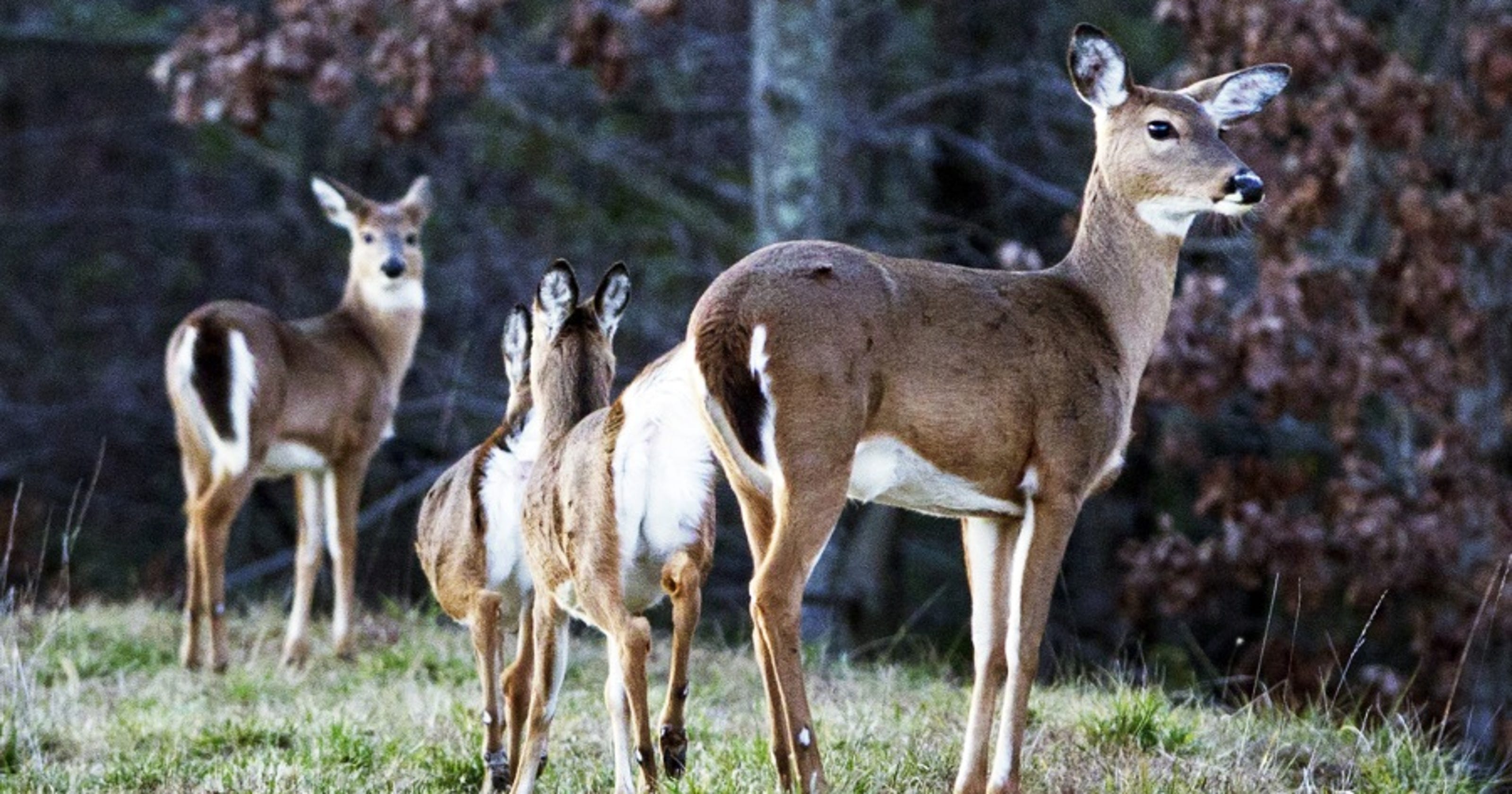NC hits recordhigh deer hunting season