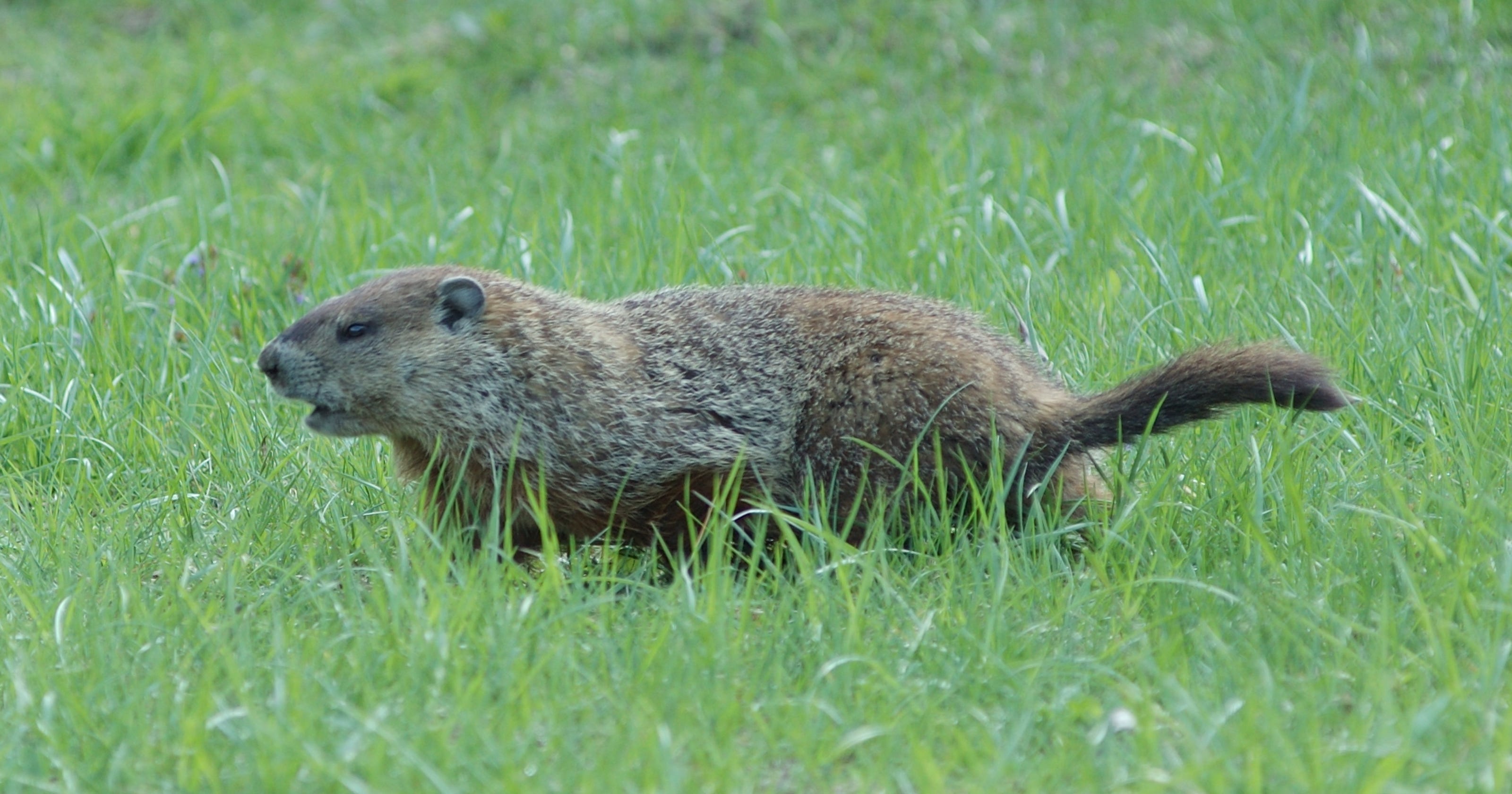 species-spotlight-woodchuck