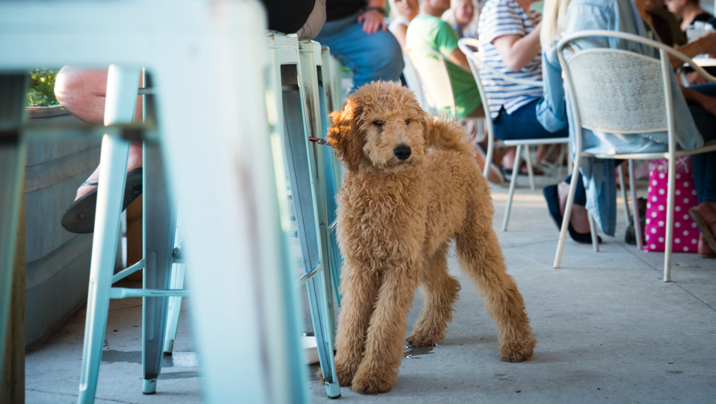 are dogs allowed in restaurant patios in michigan