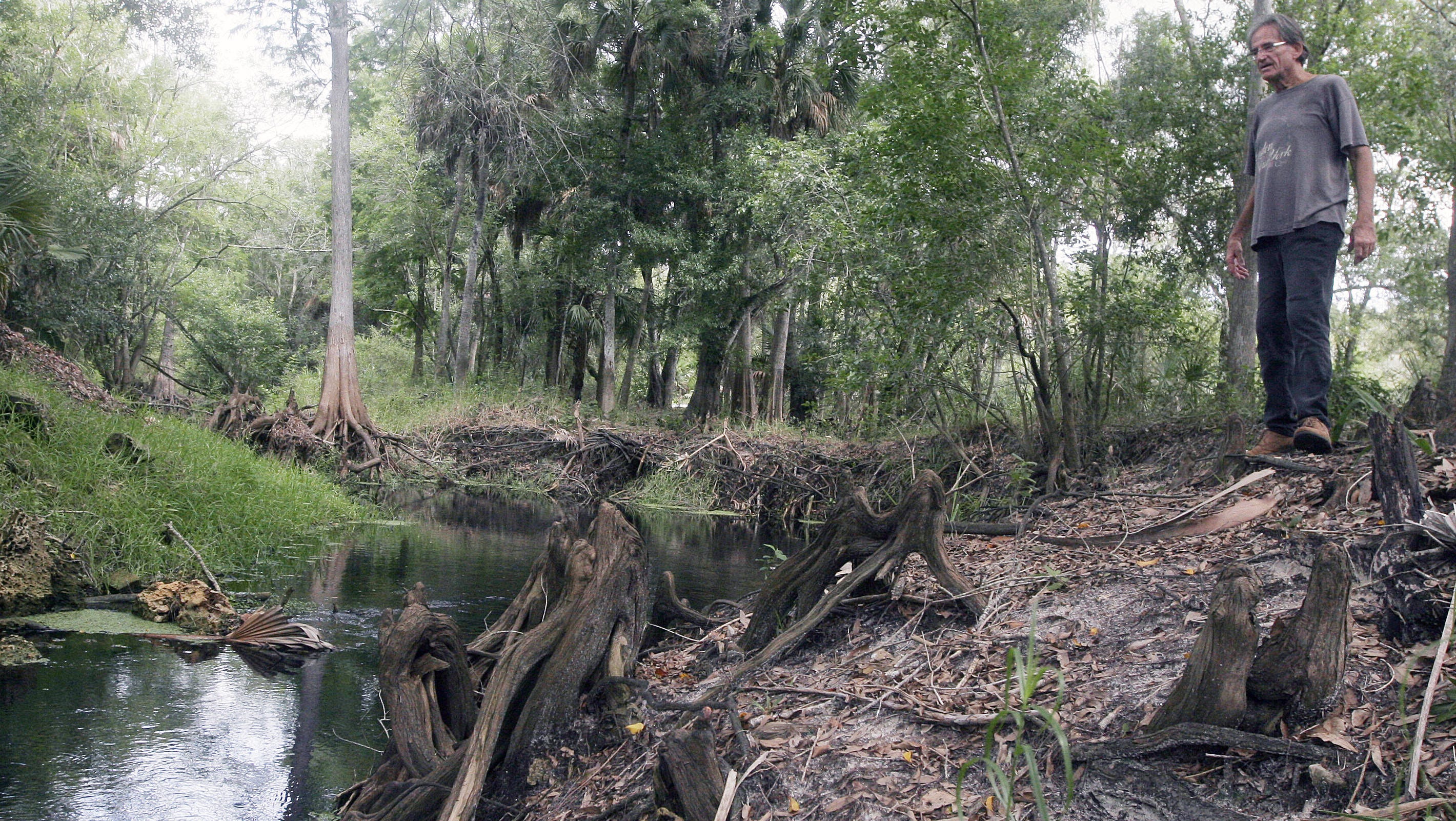 how many greyhounds die in florida