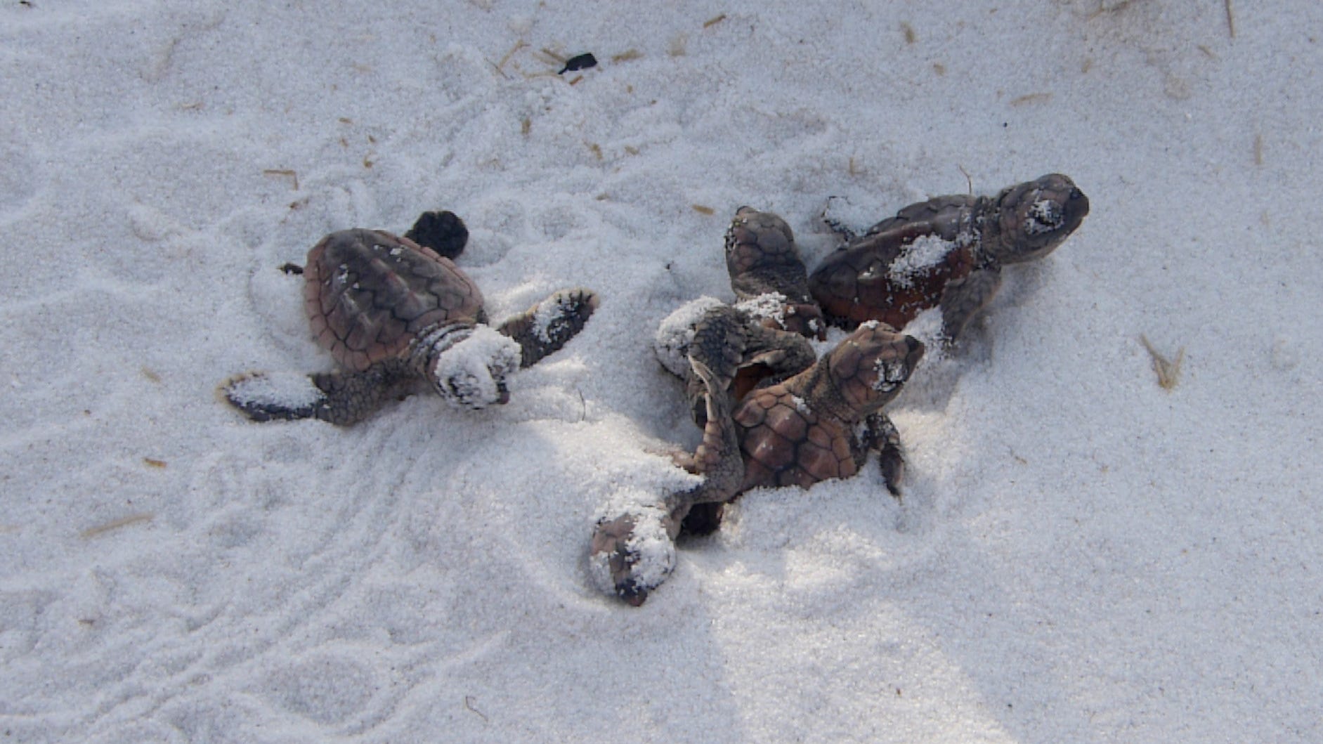 sea turtle digging nest