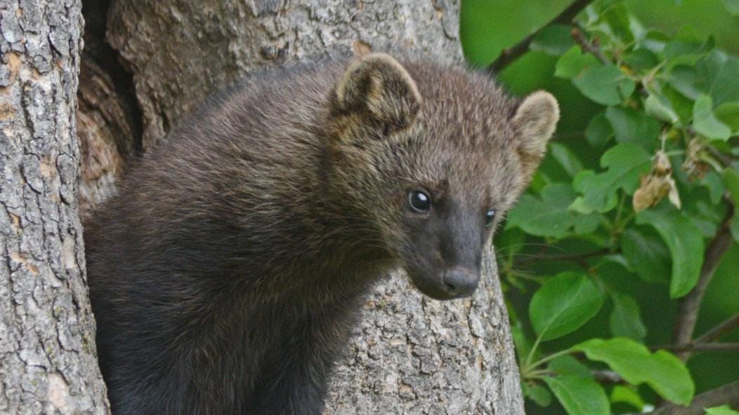 fisher cat sounds at night