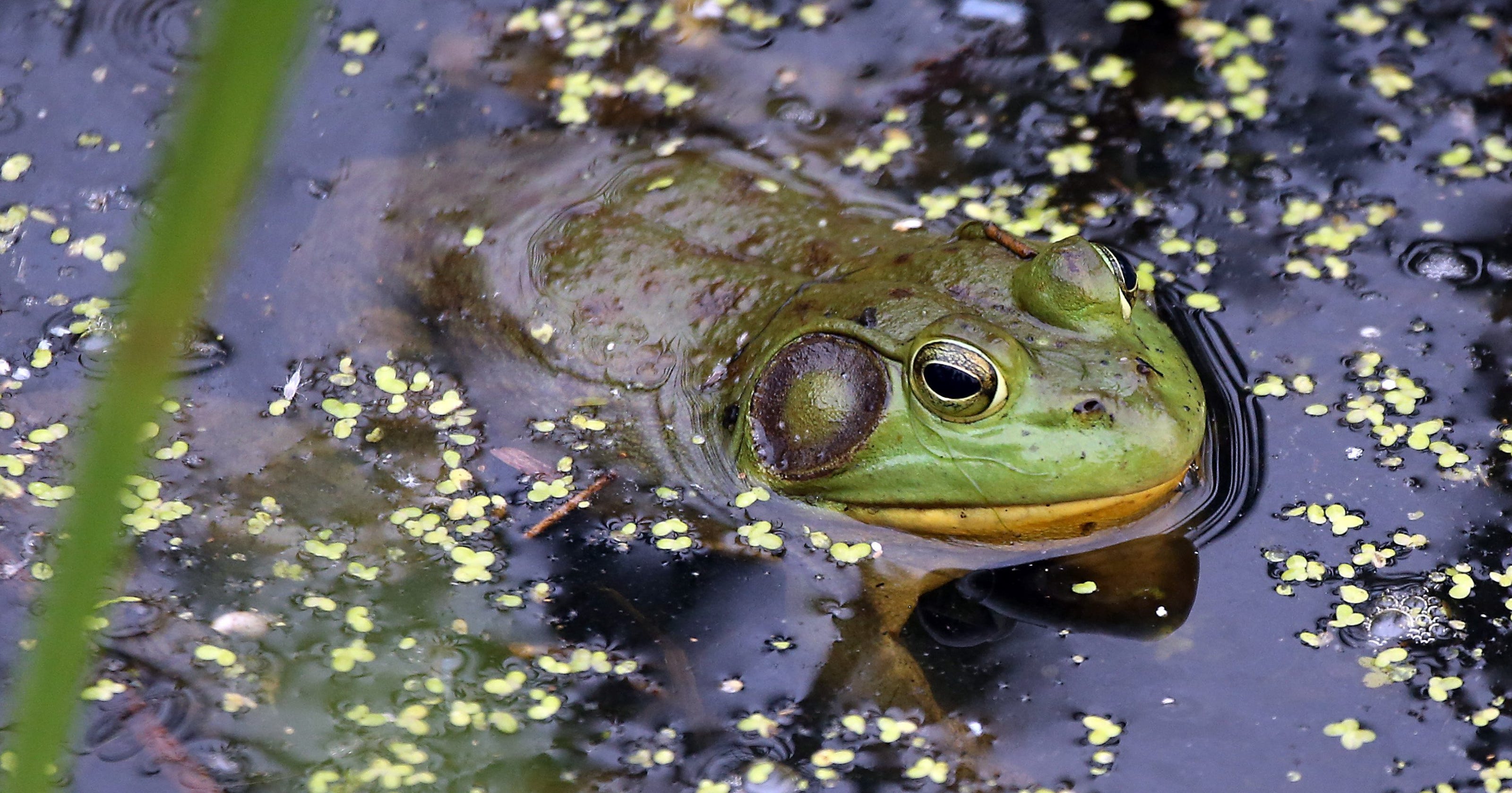 Have You Seen These Frogs Here Are 14 Species Found In Michigan