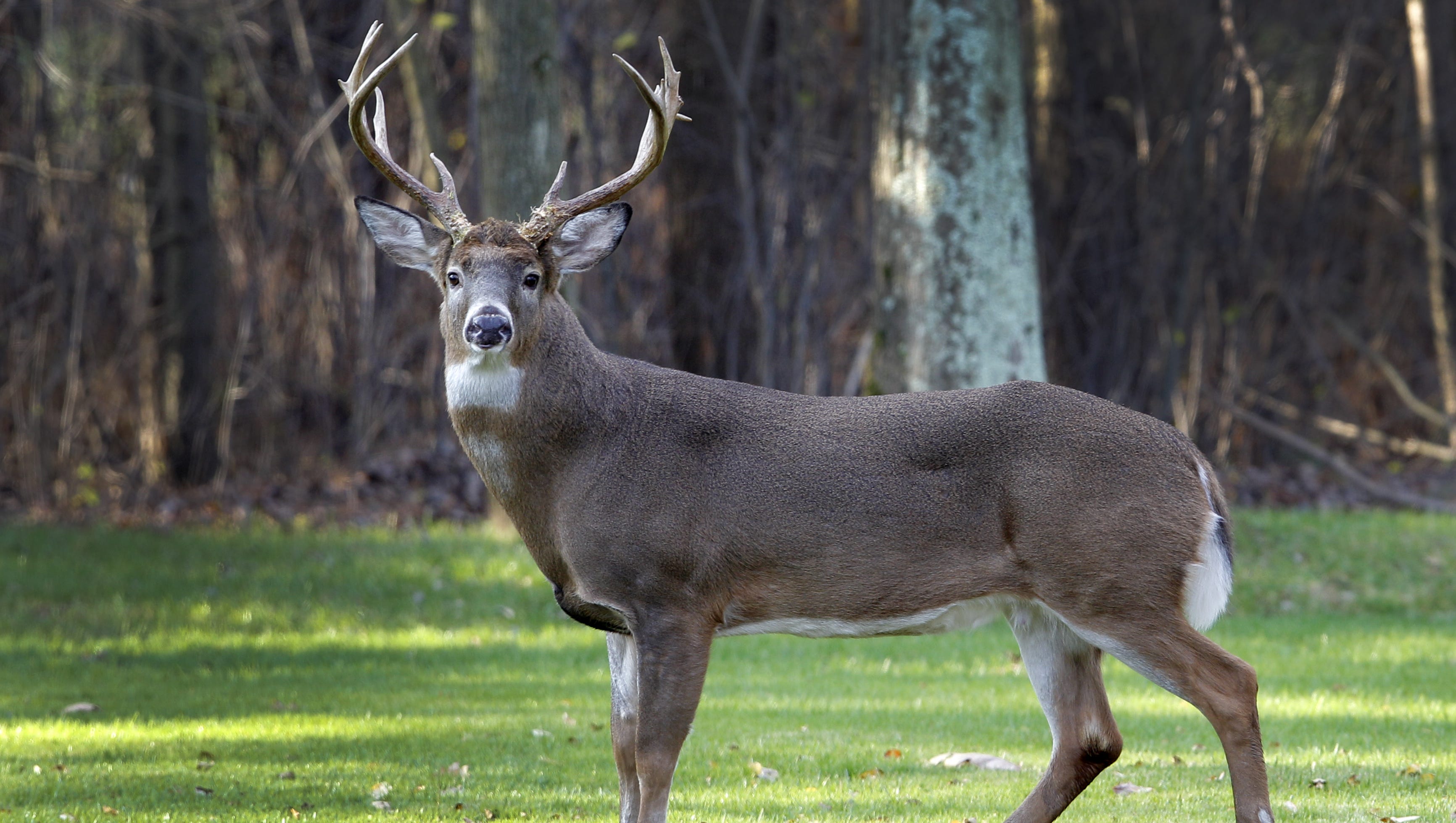 What Is Killing Deer In Western North Carolina   636154106067739515 NEWBrd 12 18 2014 Pataskala 1 B001  2014 12 16 IMG MNCO 1214 Dick Marti 1 1 IB9BCFOH L533075897 IMG MNCO 1214 Dick Marti 1 1 IB9BCFOH 