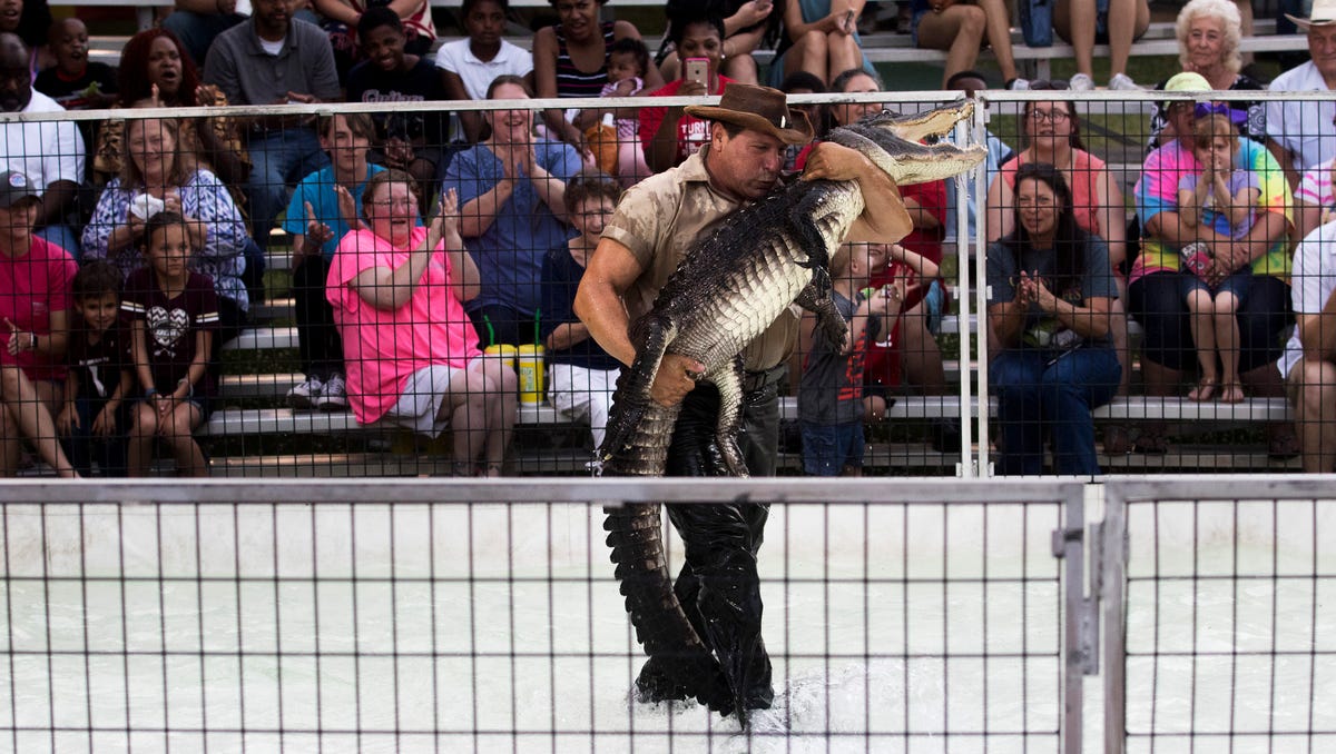 GatorFest opens at The Grove with alligator shows, rides, petting zoo