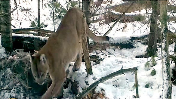 Dnr Releases Footage Of Cougar Sighting 