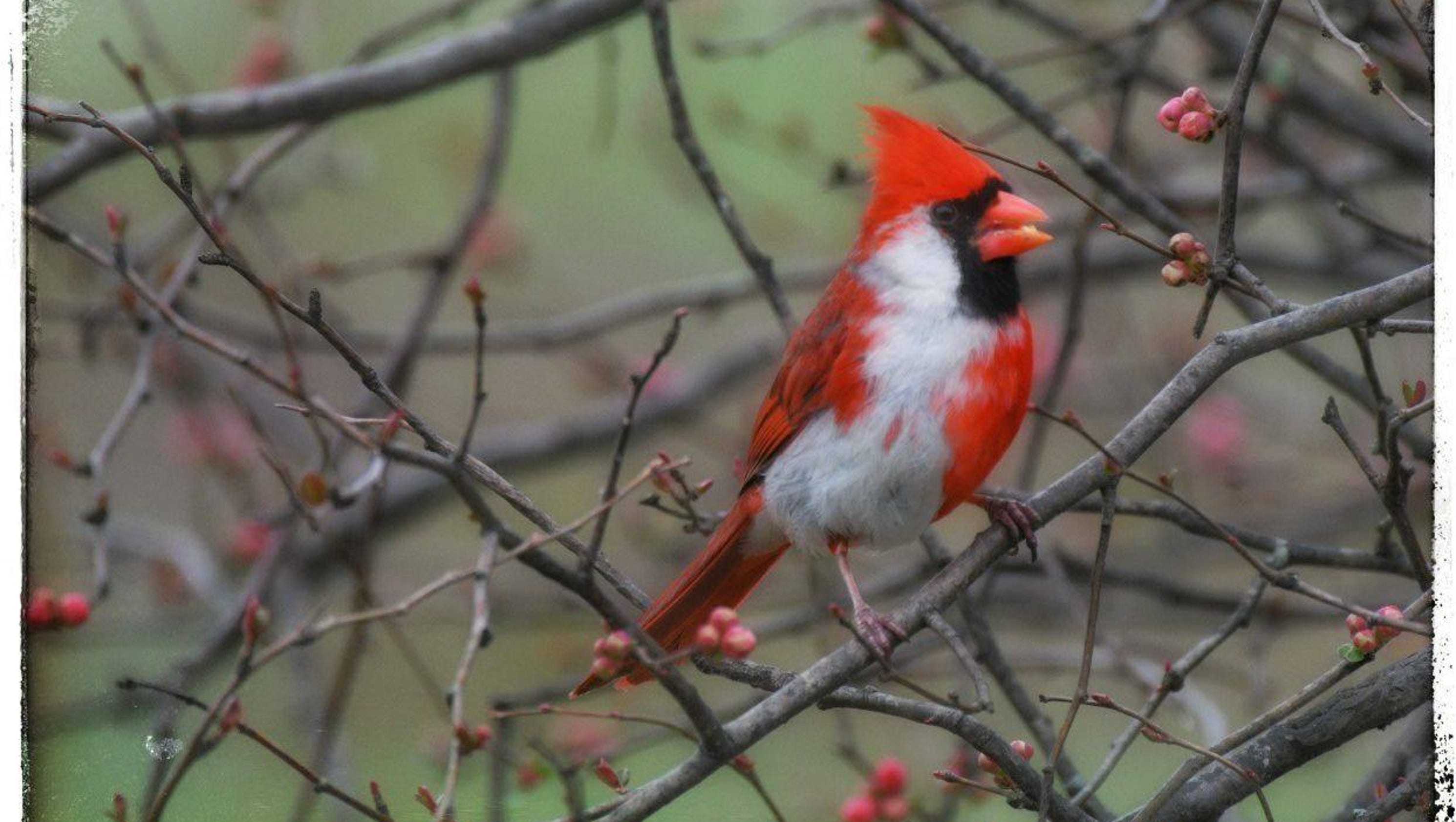 Extremely rare cardinal spotted in southern Indiana