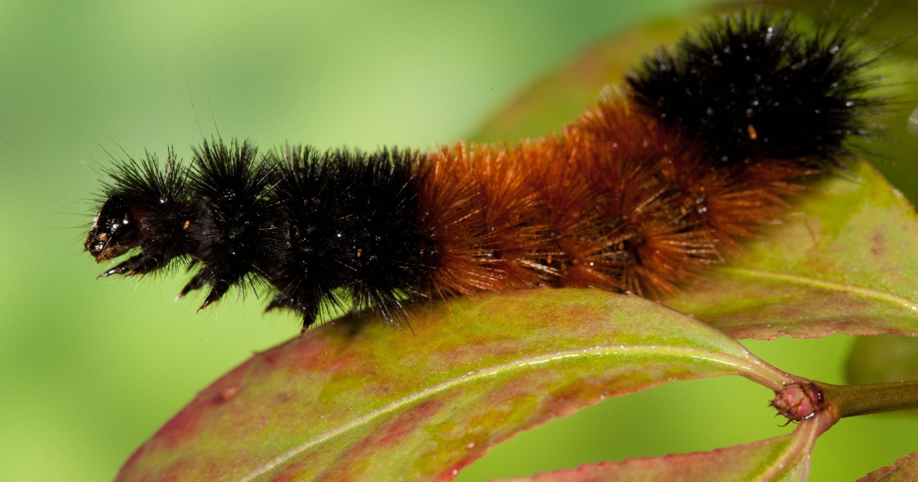 Is a caterpillar an insect? What about maggots or grubs?