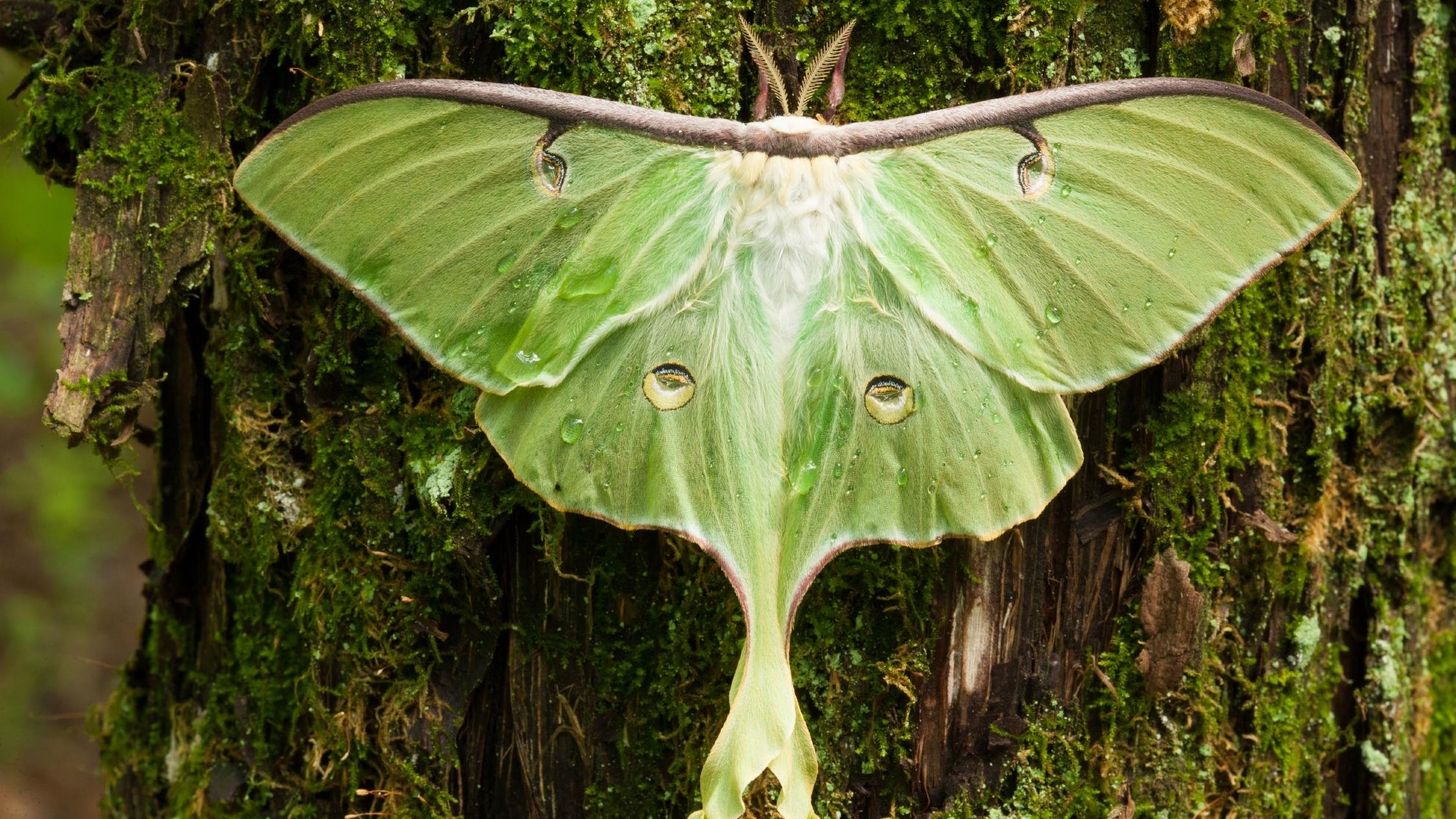 lunar moth