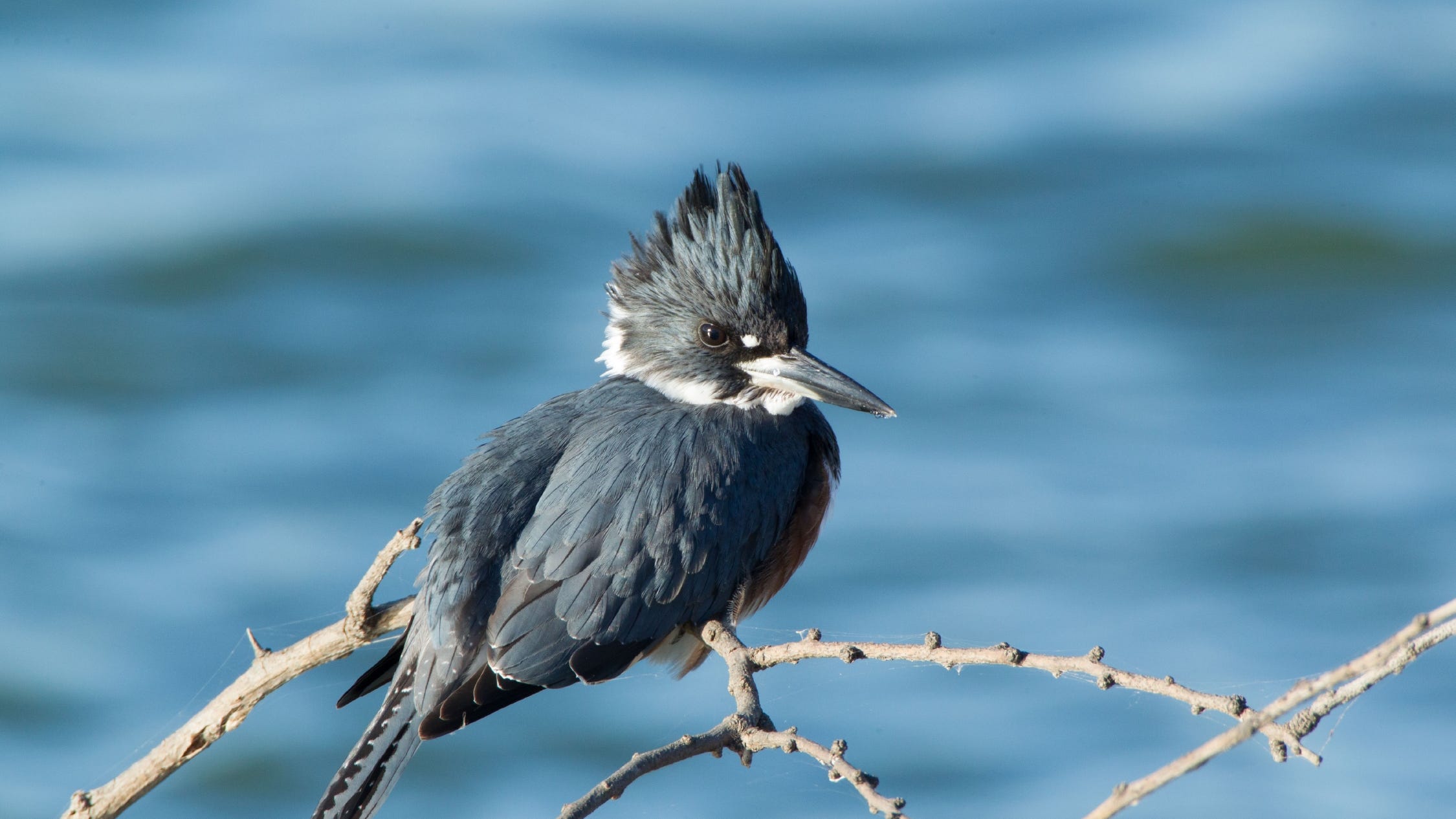 nettle and bone by t kingfisher