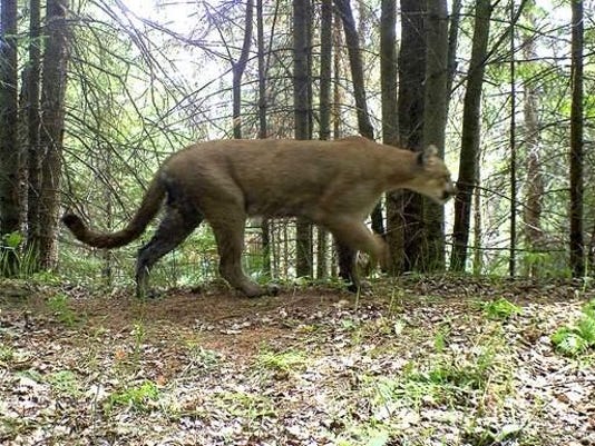 Cougar Found Dead In Upper Peninsula 