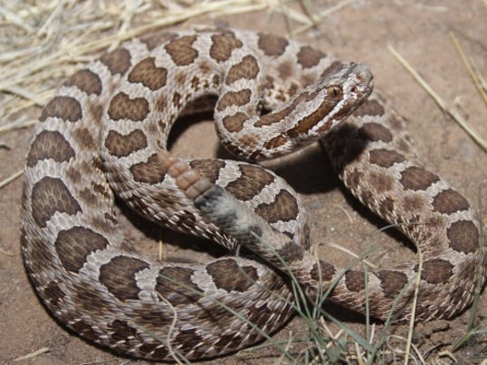 Wild About Texas: Western massaugas are one of the smallest rattlesnake ...