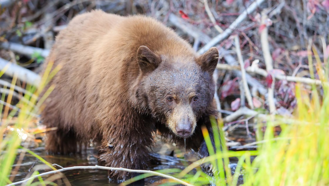 Nevada's deadliest animals will surprise you