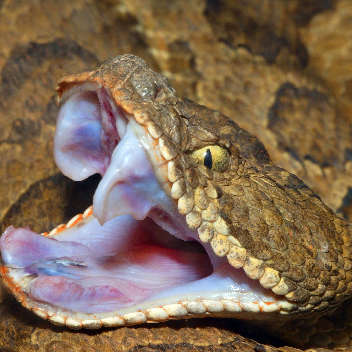 battle snake nevada