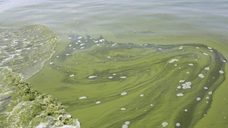 will algae water make dogs sick