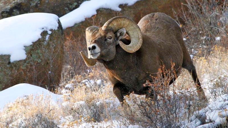 Wildlife Watching: A Guide To Viewing Some Of Colorado’s Majestic Animals