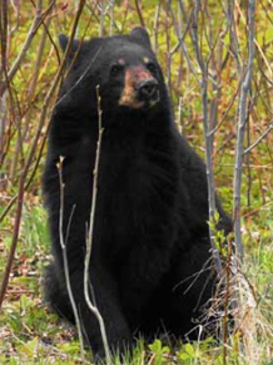 Black bear sighted in Iowa