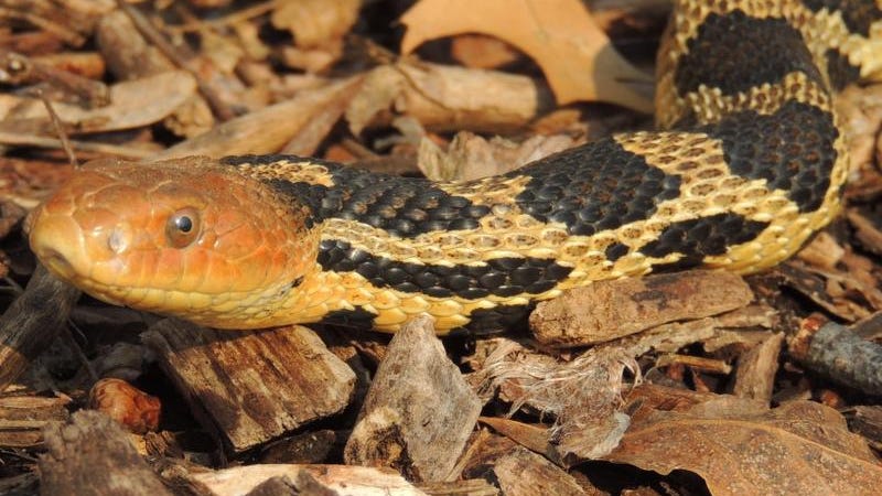 Danger Ahead? A Guide To Species Of Snakes You May Encounter