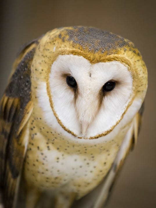 Ohio Barn Owls doing better, still threatened