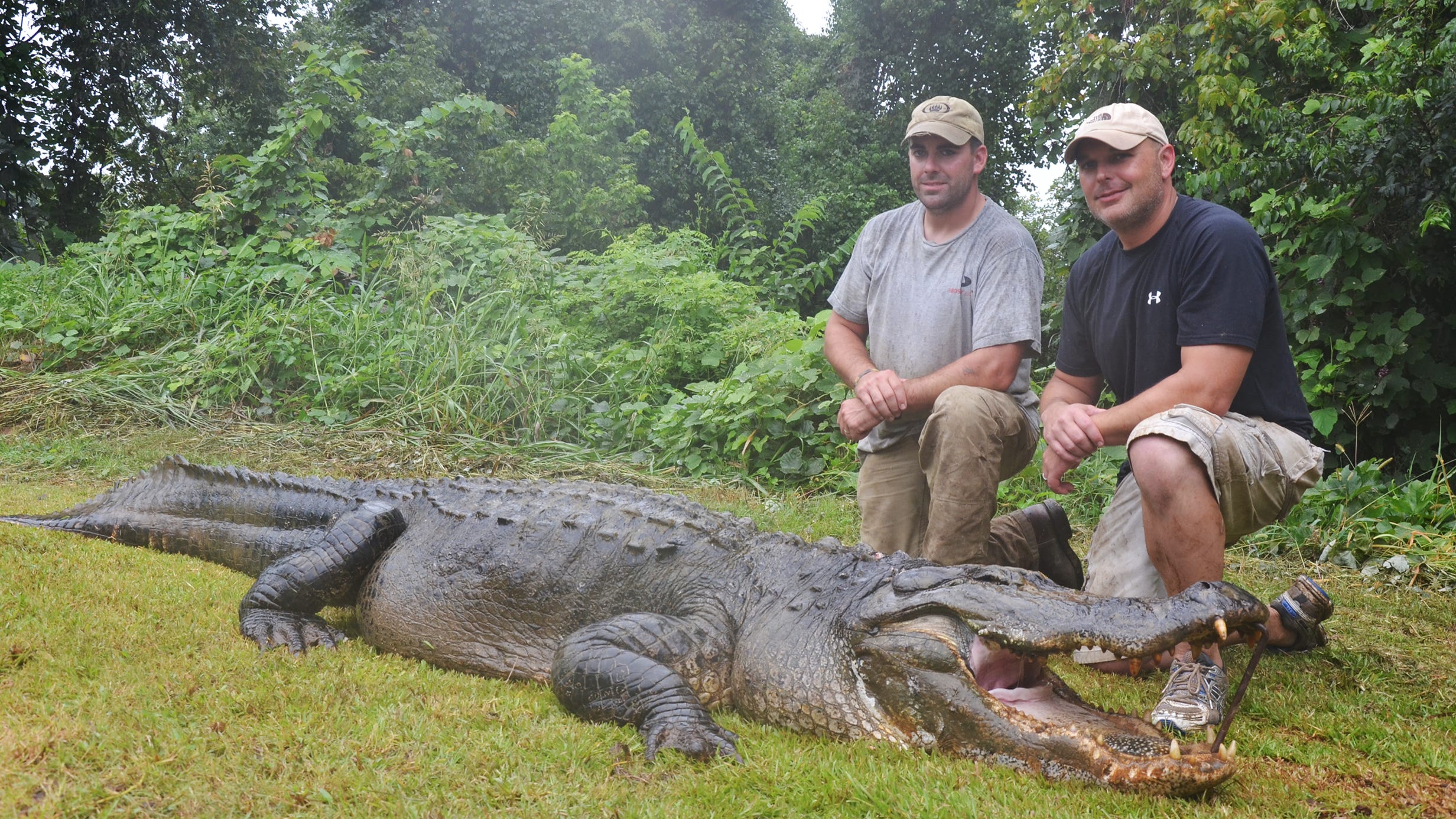 Mississippi World Record Gators Confirmed   0831gator01 