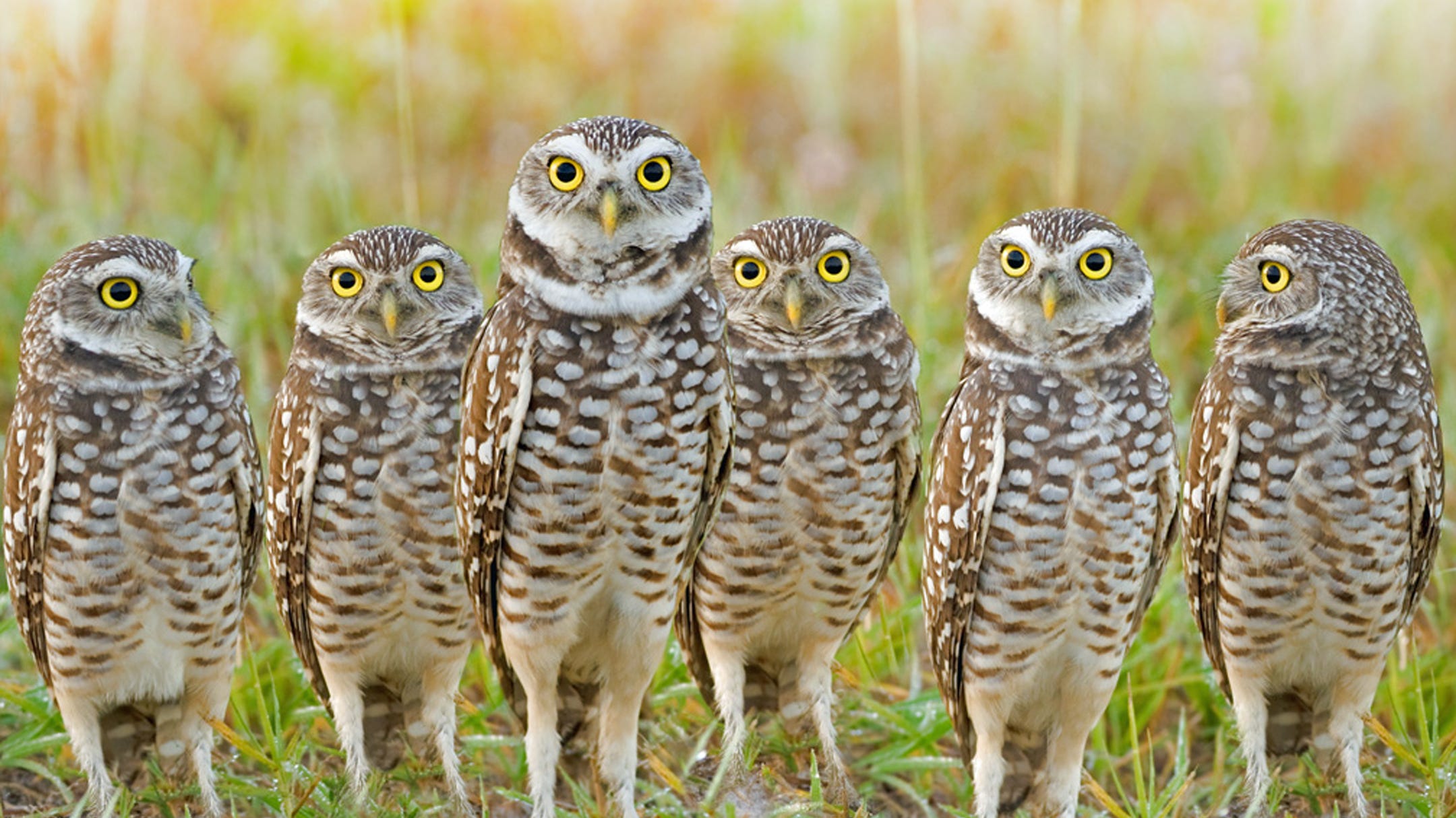 burrowing-owls-can-stop-development-in-its-tracks