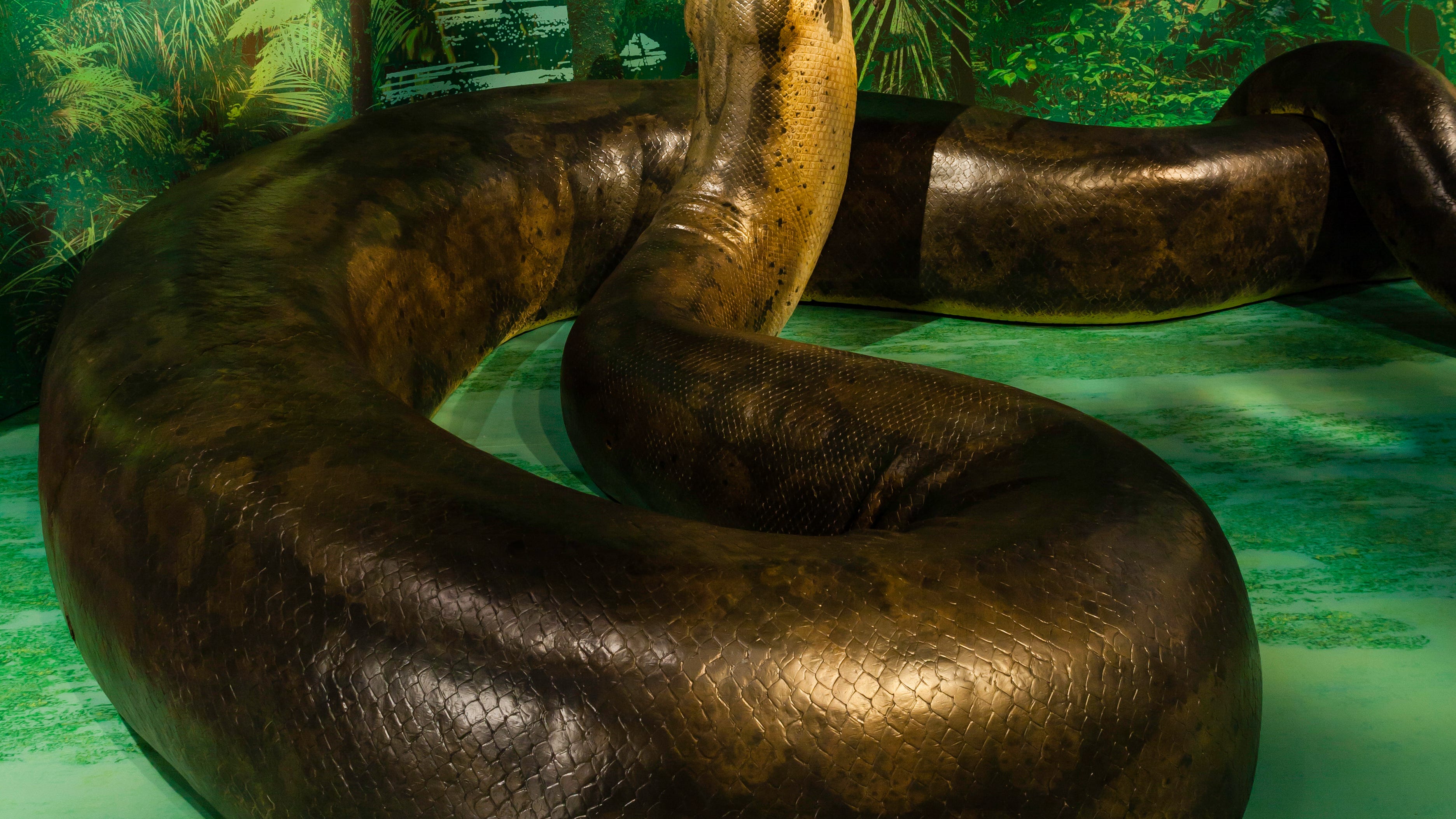 what is the largest anaconda snake ever recorded