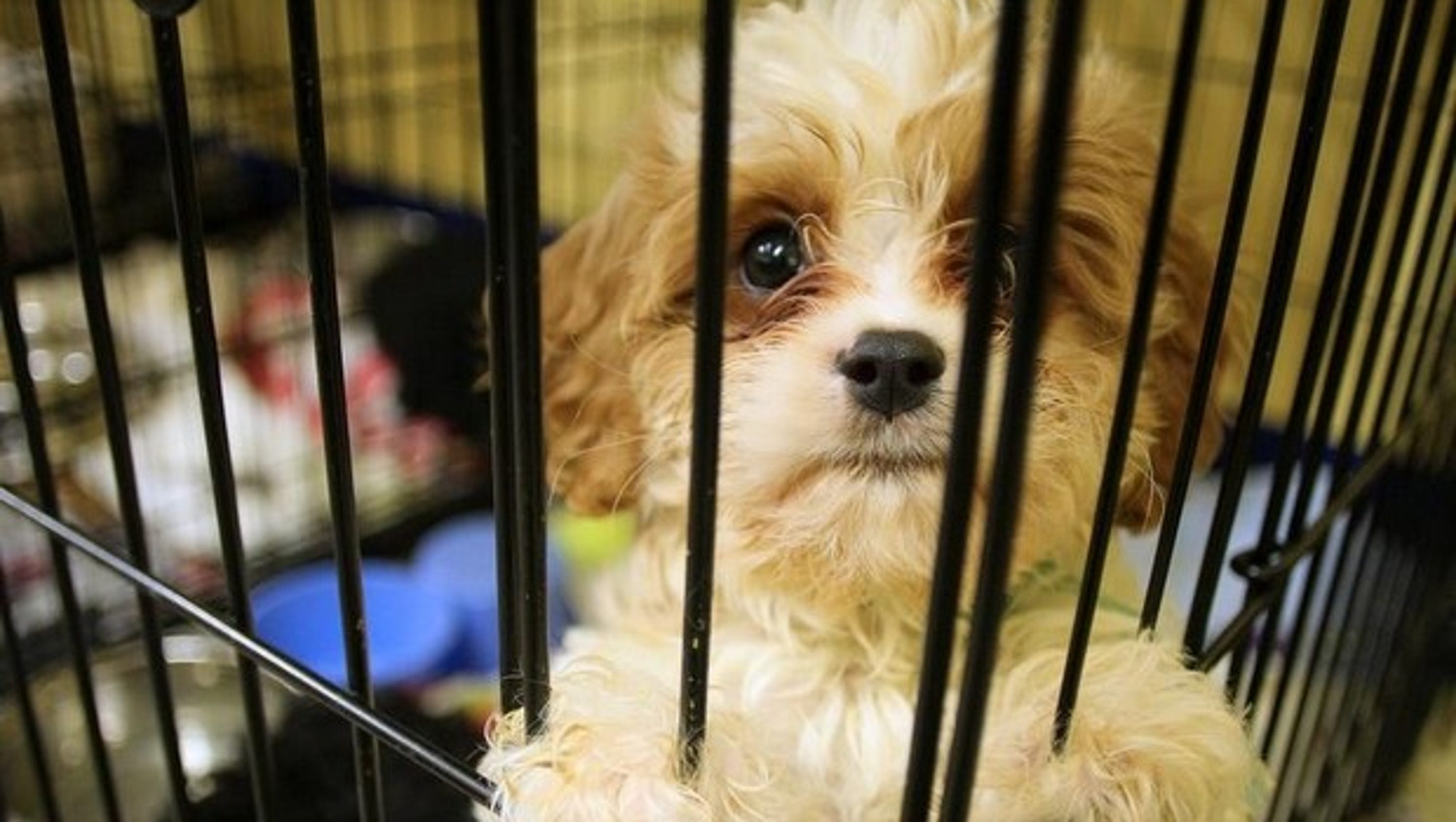 Dogs rescued by Licking County (Ohio) Humane Society