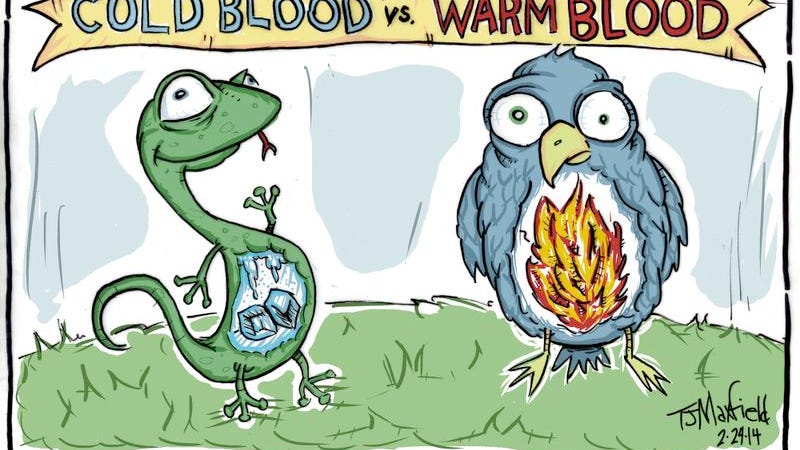 Kids Quiz How Are Cold Blooded Animals Different From Warm Blooded Ones    Kidsquizcartoon022414 20140220 