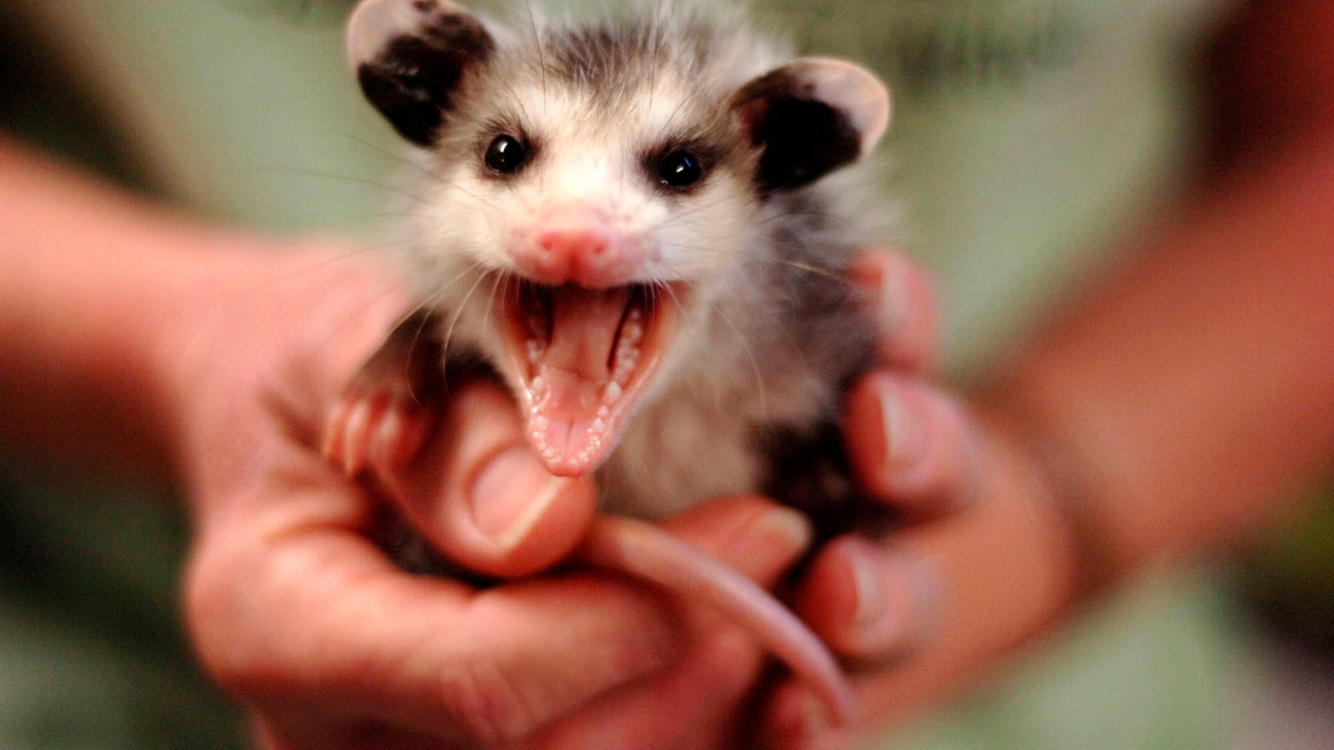 opossum ticks lyme
