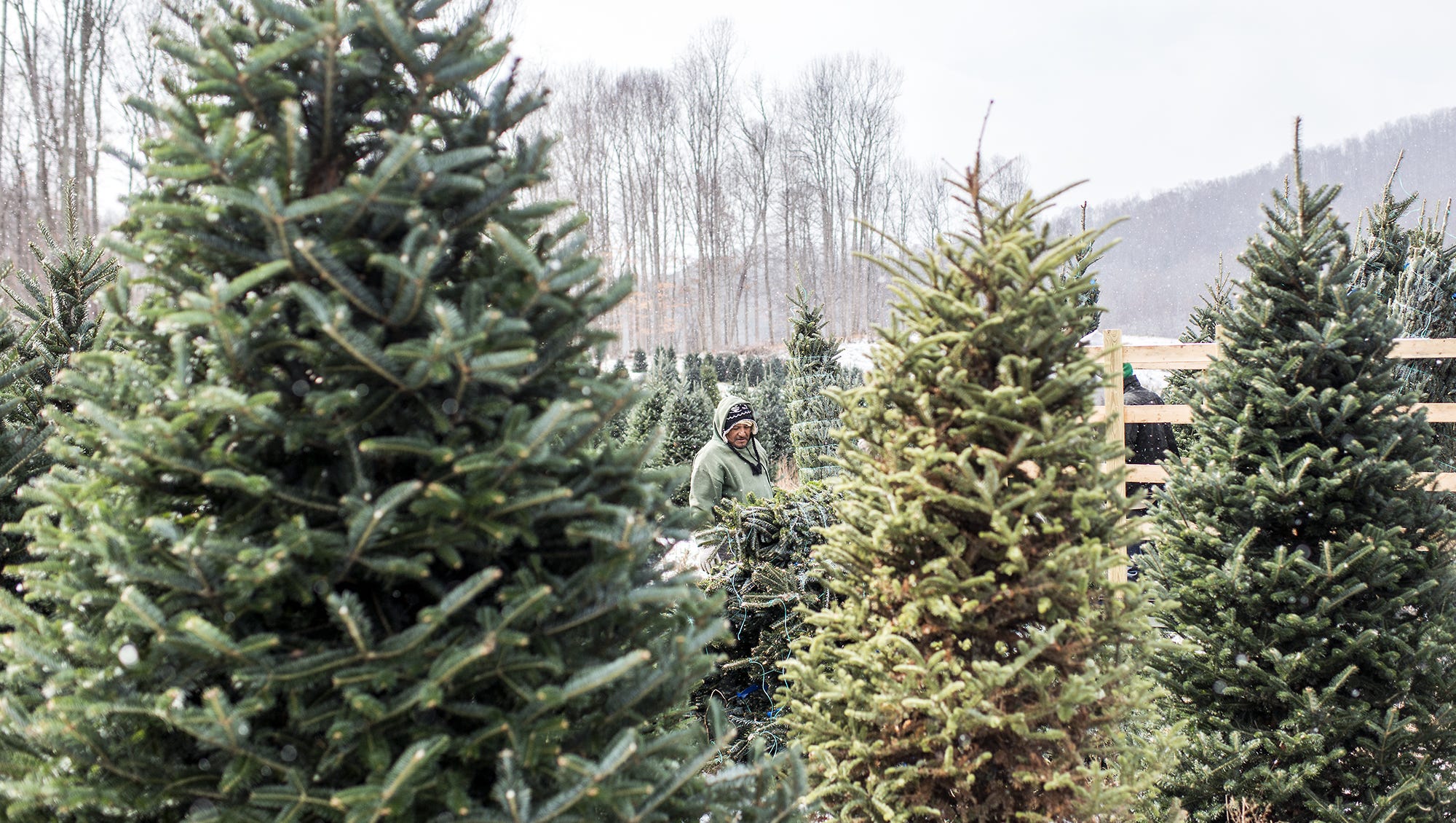 Is there a Christmas tree shortage in Western North Carolina?