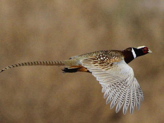 A grown pheasant.