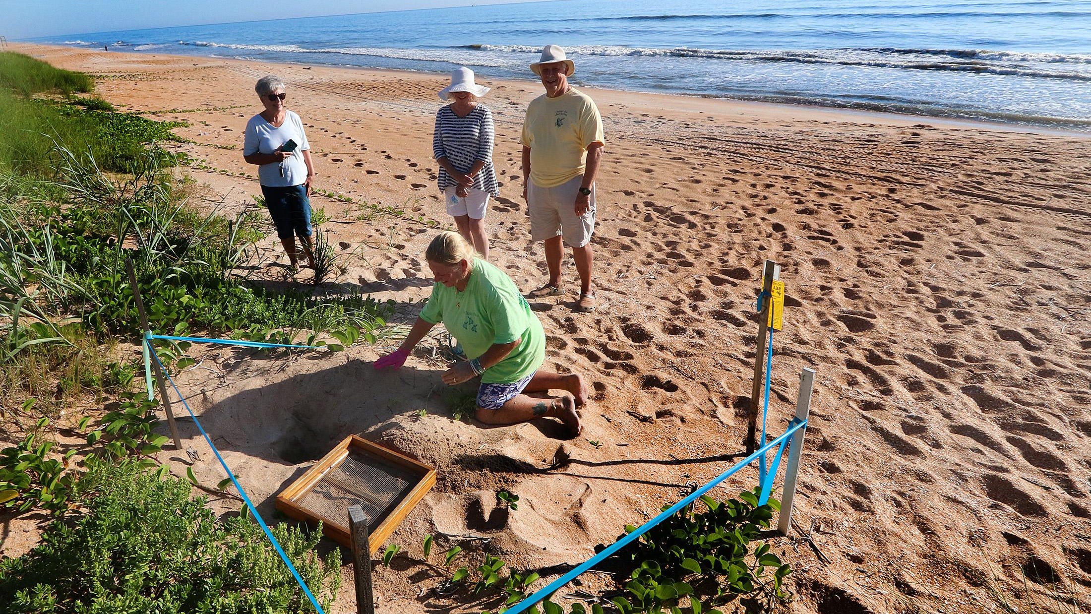 sea turtle digging nest