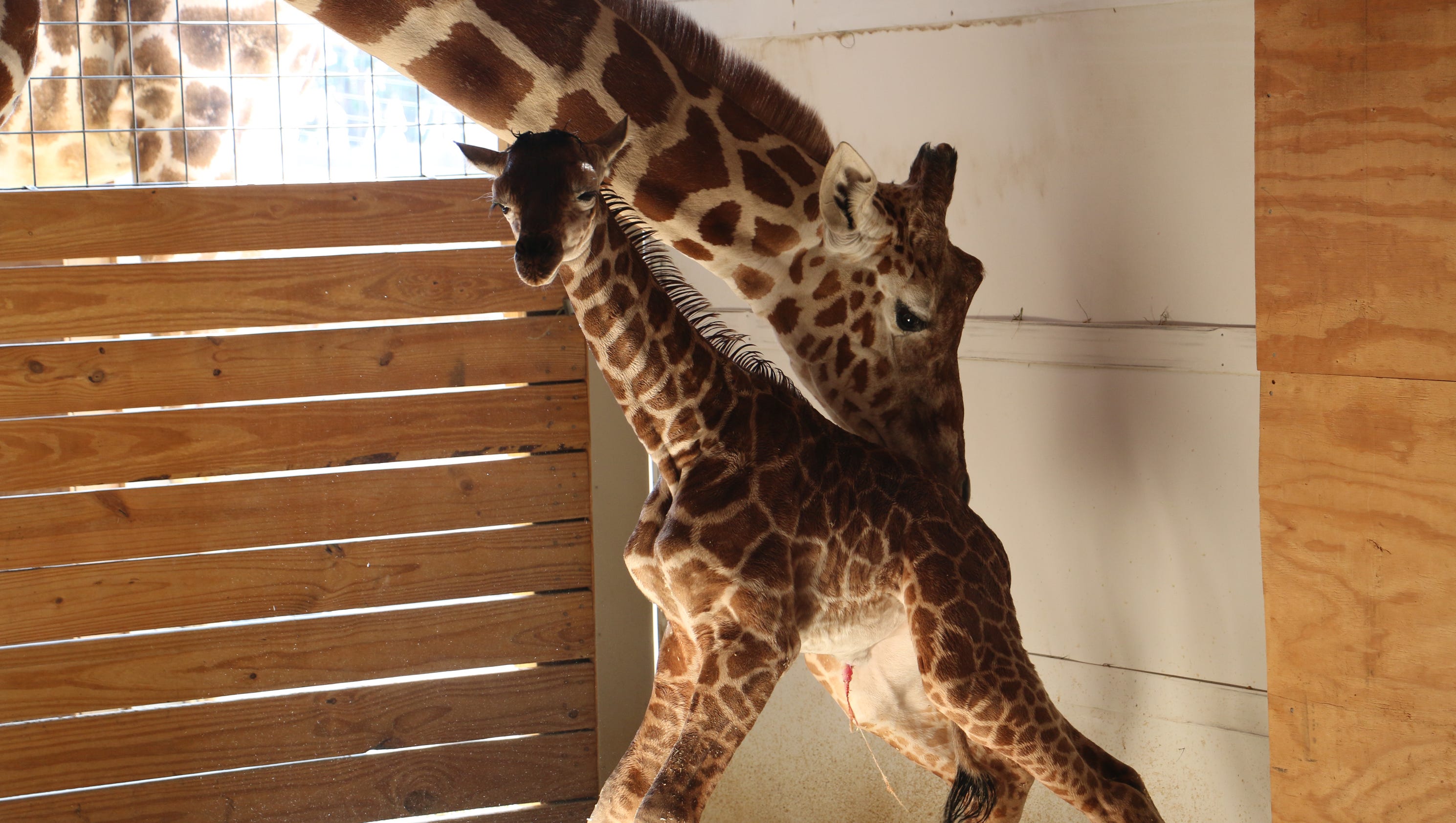 BABY GIRAFFE: Height, weight of April's calf announced